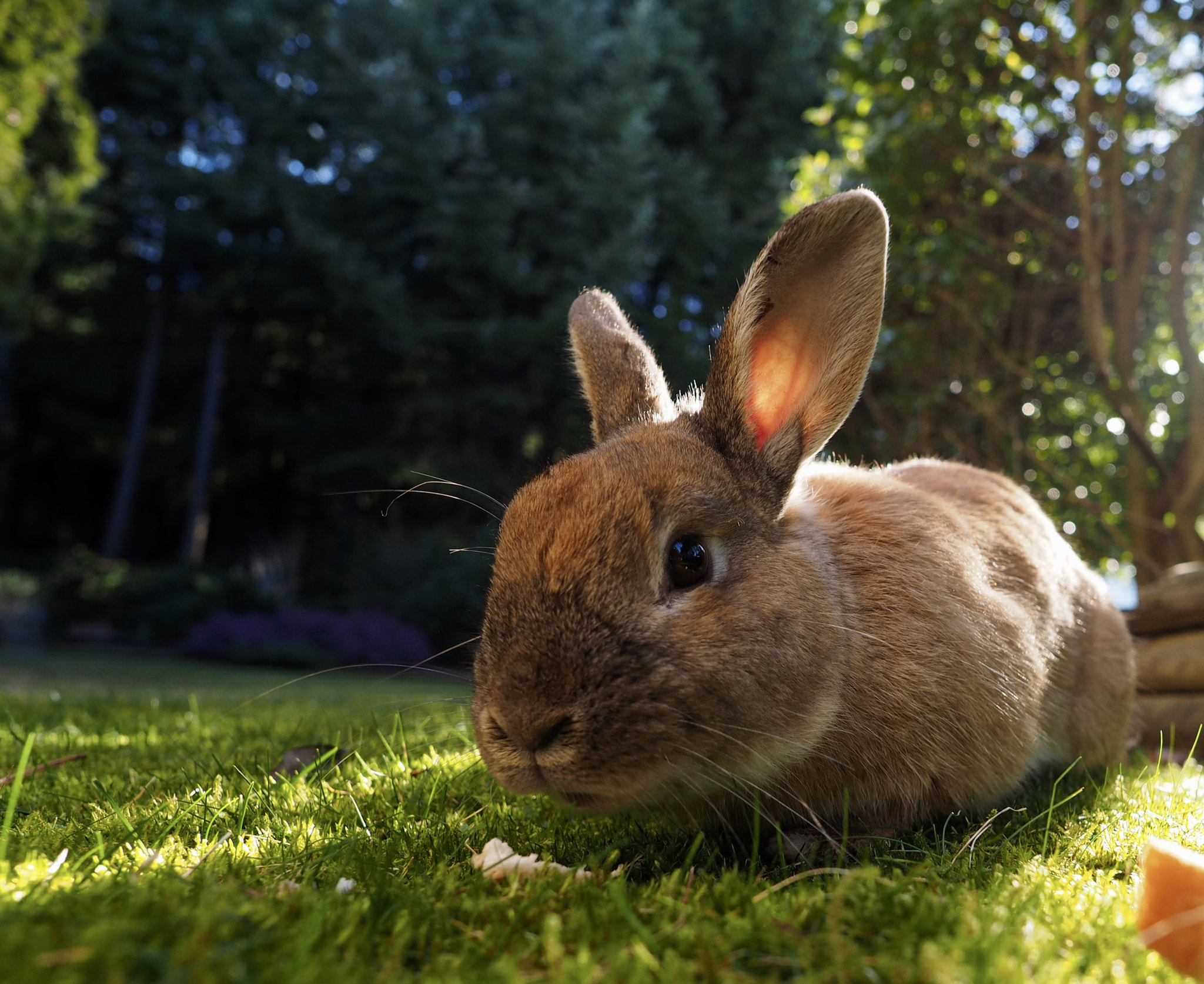 Olympus OM-D E-M1 + OLYMPUS M.12mm F2.0 sample photo. Bunnies! photography