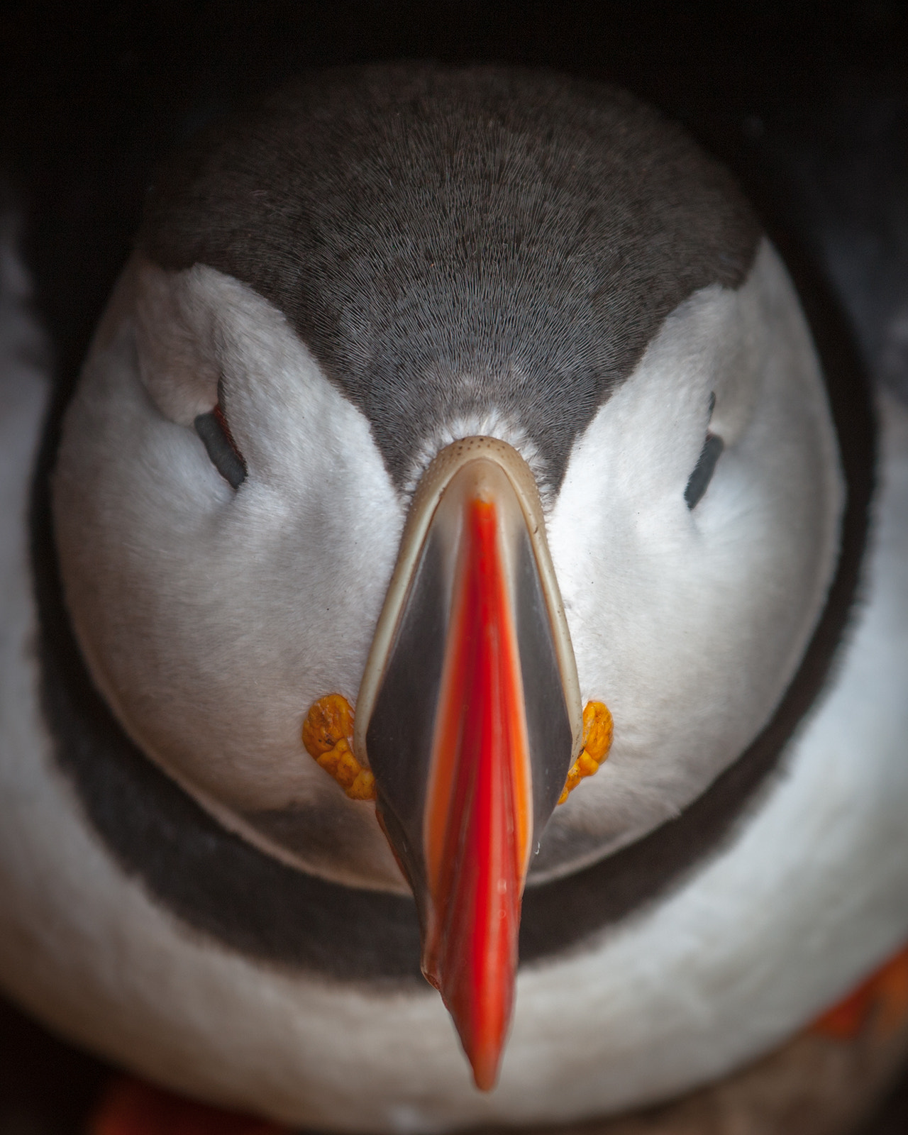 Canon EOS-1Ds Mark III sample photo. Top view photography