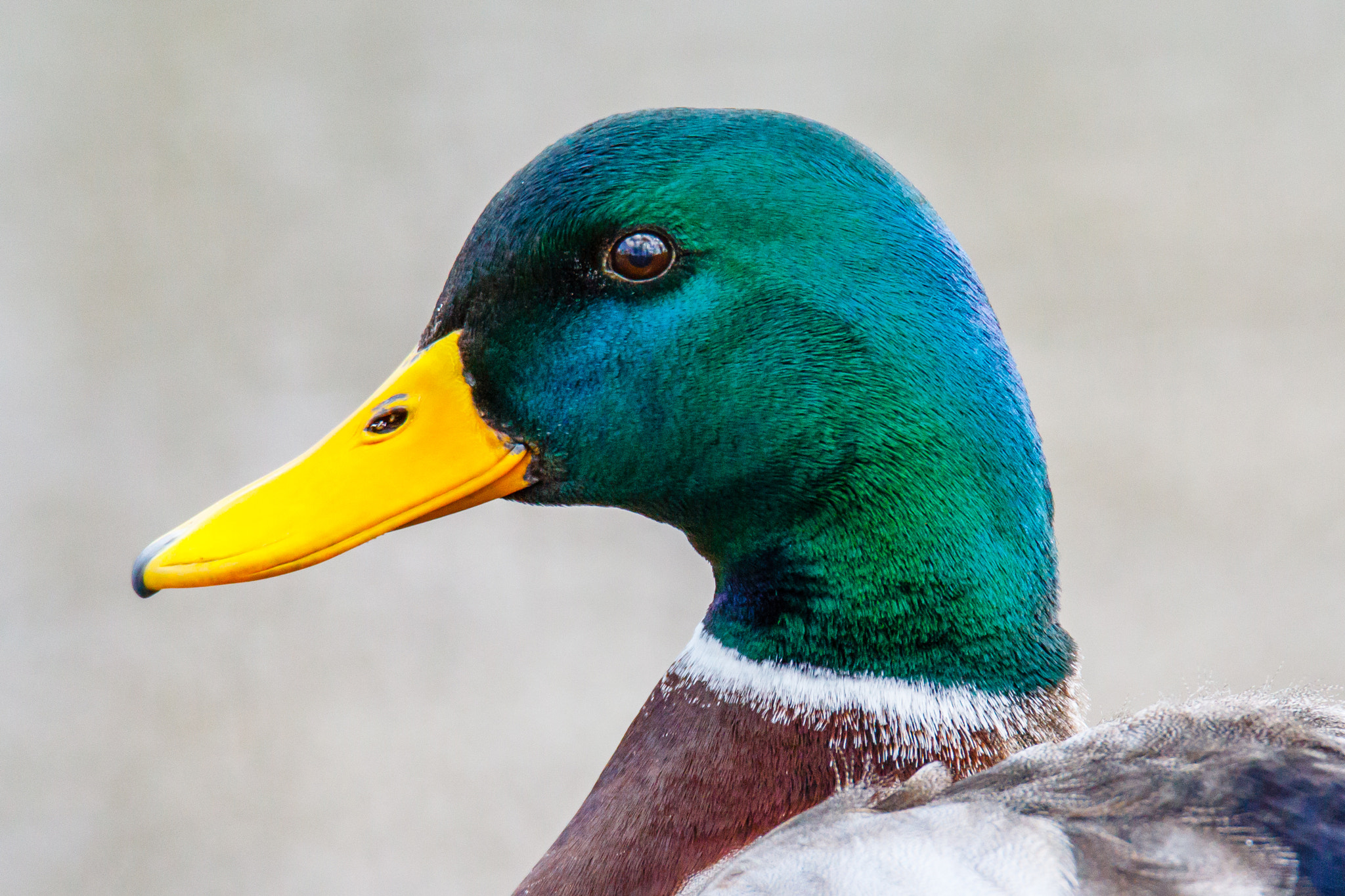 Tamron SP 150-600mm F5-6.3 Di VC USD sample photo. Head portrait of a mallard duck photography