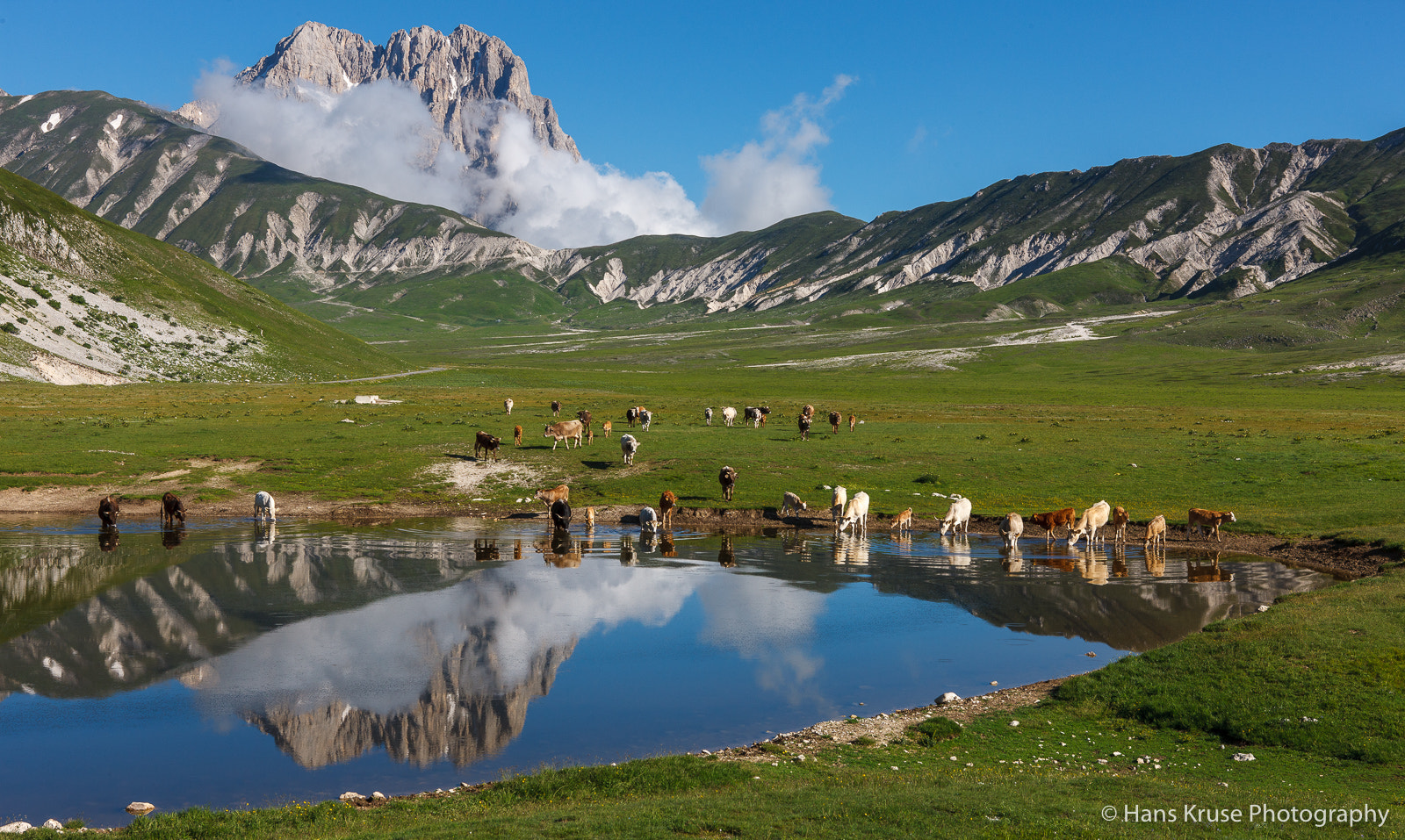 Canon EOS-1Ds Mark III sample photo. Cows at the lake photography