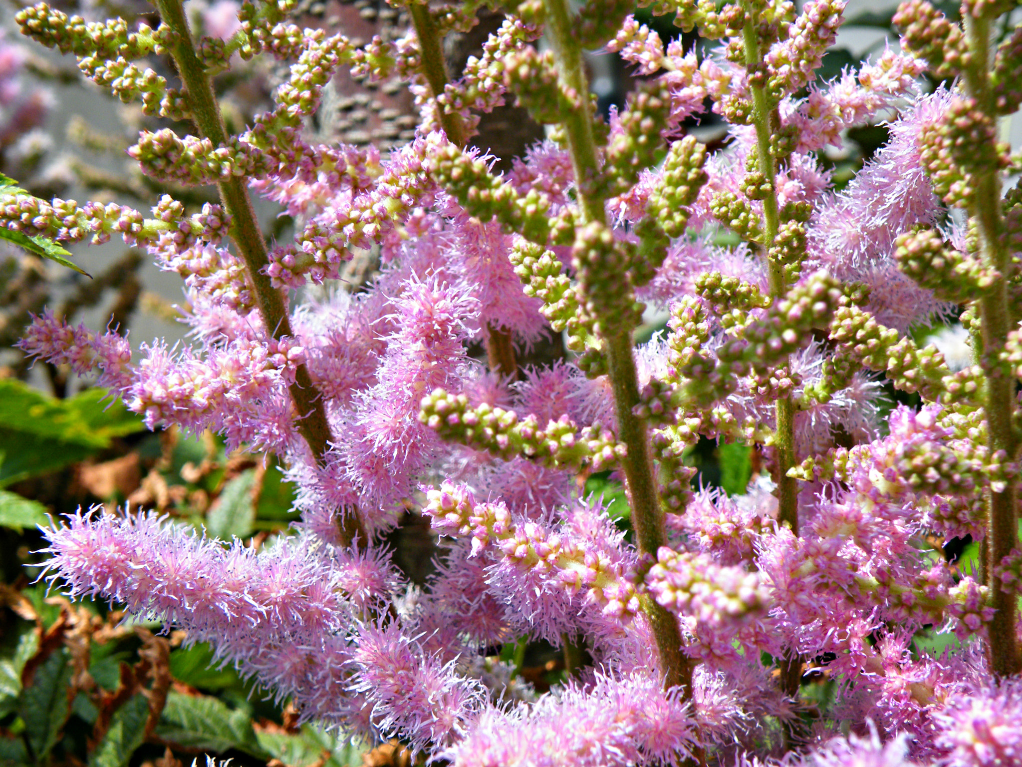 Fujifilm FinePix S8100fd sample photo. Barcelona plant photography