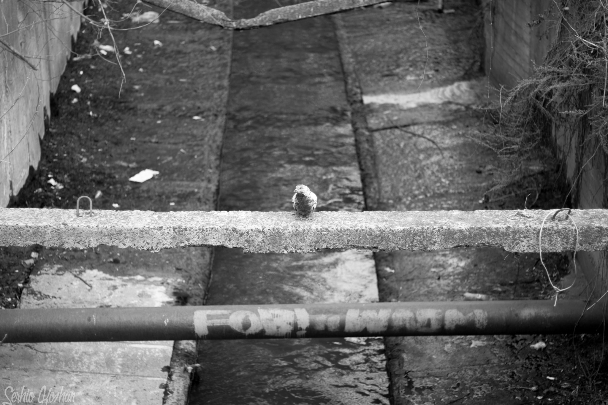 Canon EOS 760D (EOS Rebel T6s / EOS 8000D) + Canon EF 50mm F1.8 STM sample photo. Pigeon lonely photography