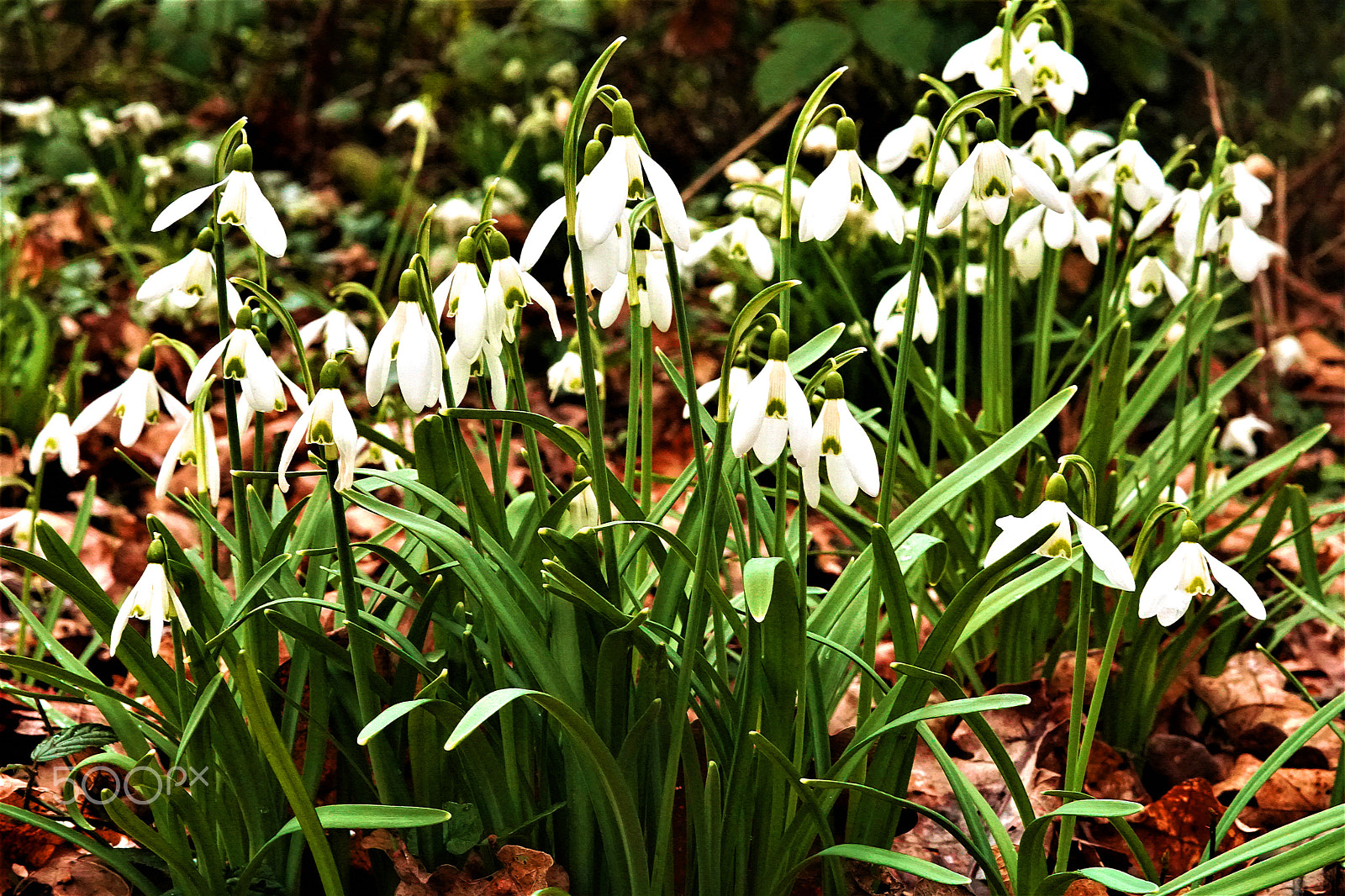 Sony ILCA-77M2 sample photo. Snowdrops 2 photography