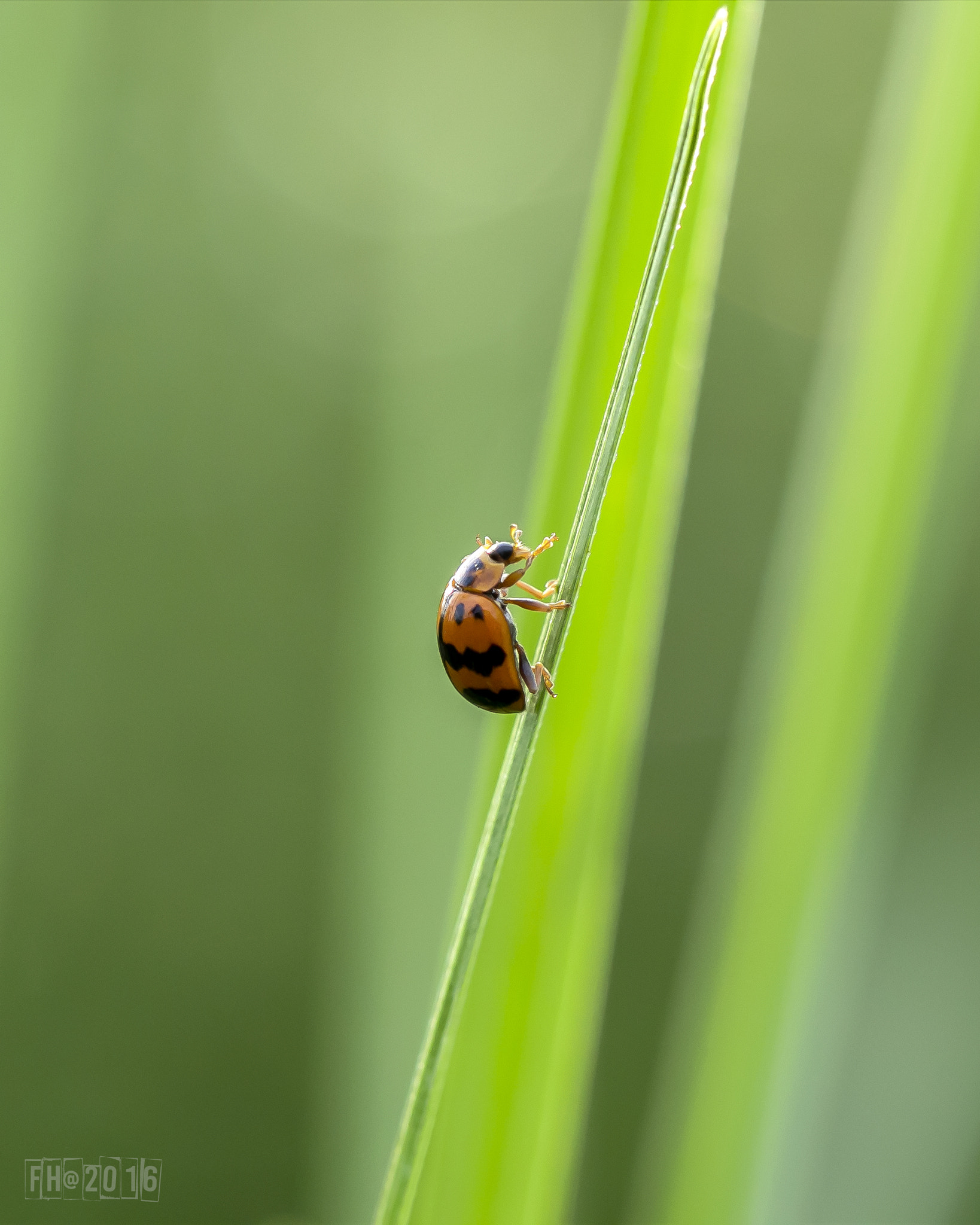 Canon EOS 60D + Canon EF 100mm F2.8L Macro IS USM sample photo. Bugs  photography