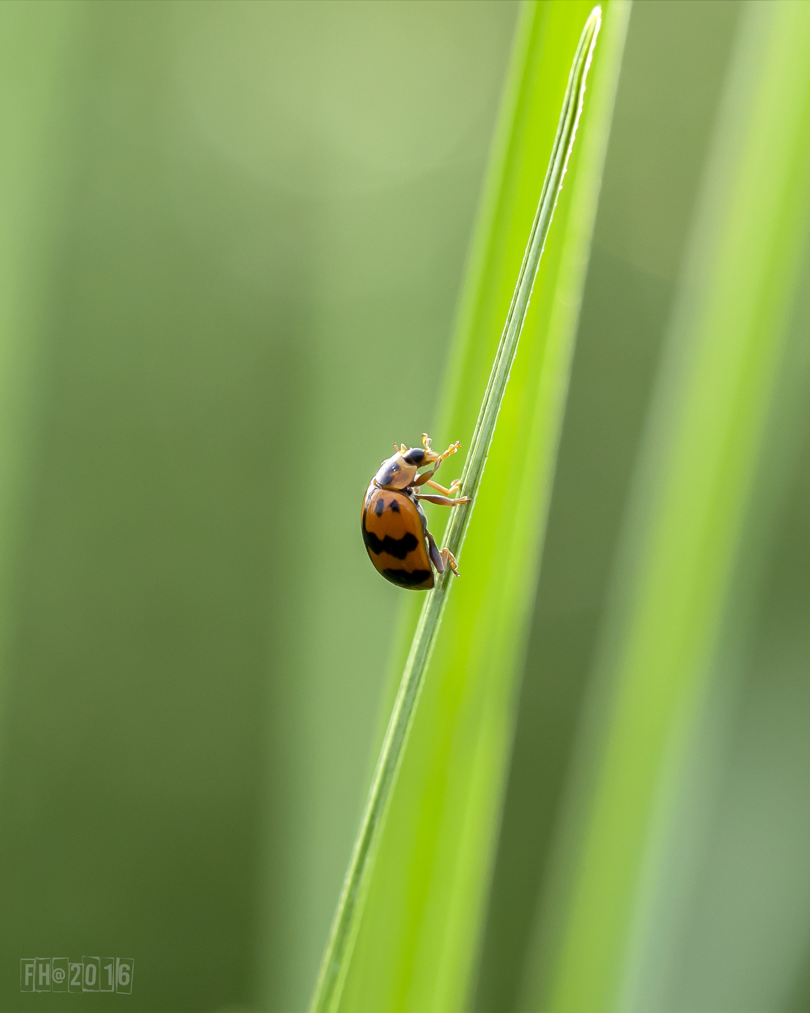 Canon EF 100mm F2.8L Macro IS USM sample photo. Bugs  photography