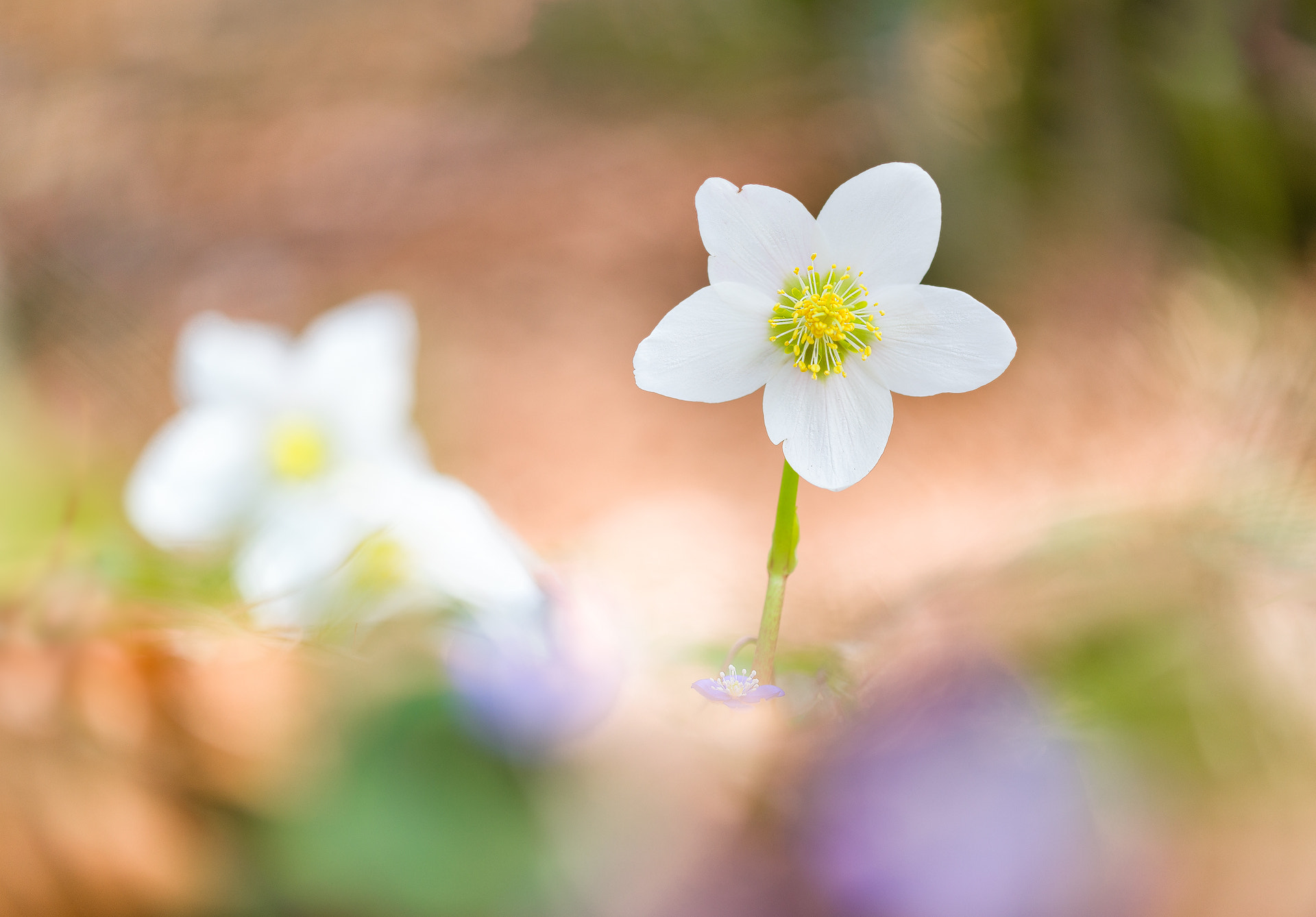 Sigma 105mm F2.8 EX DG OS HSM sample photo. Schneerose photography