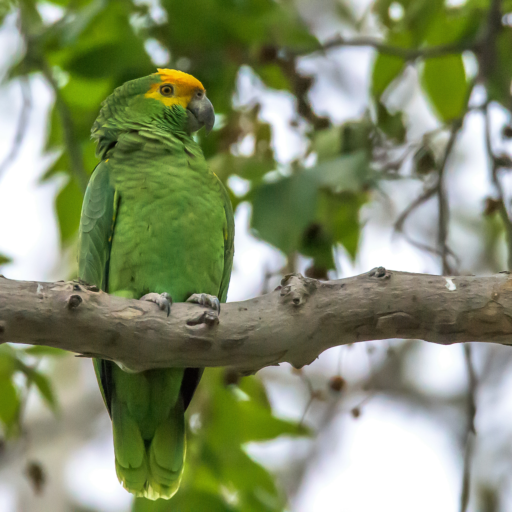 Nikon D810 + Tamron SP 150-600mm F5-6.3 Di VC USD sample photo. Yellow and green parrot photography