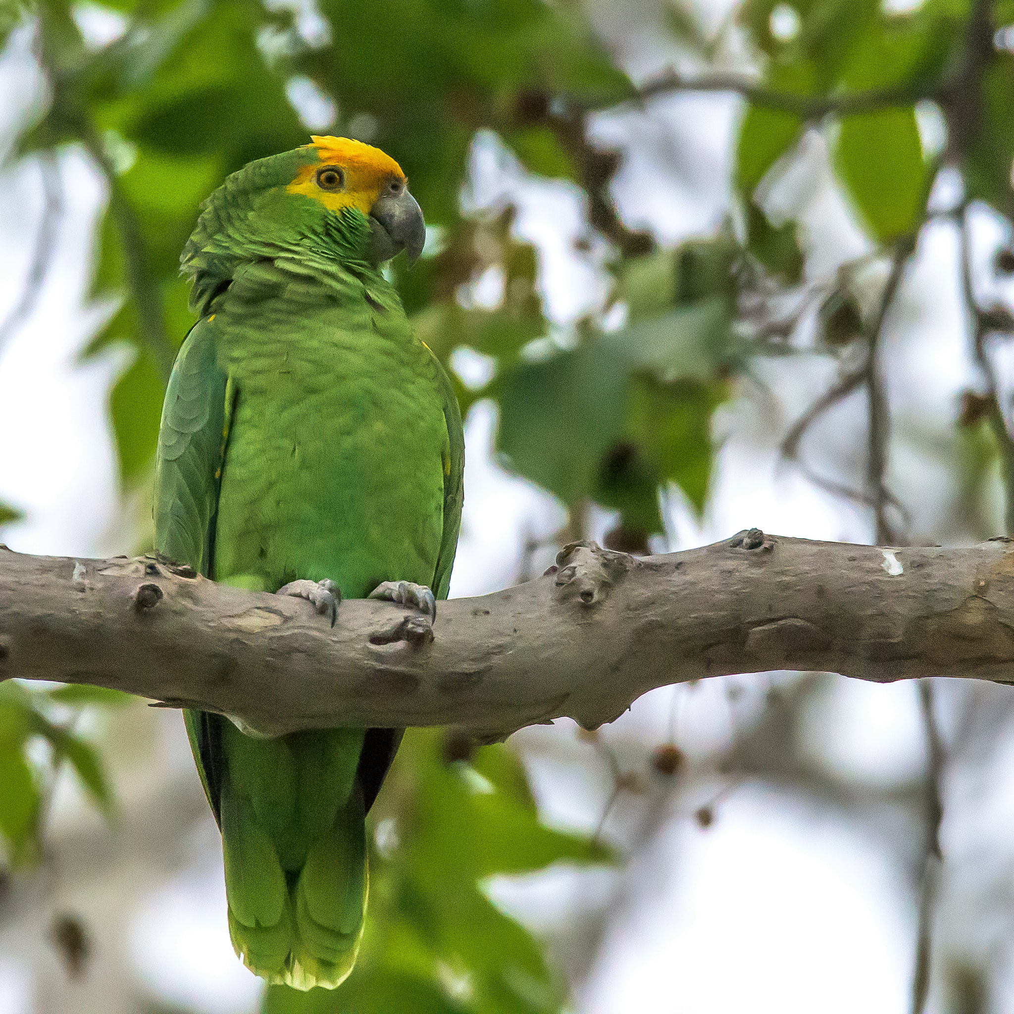 Nikon D810 sample photo. Yellow and green parrot photography