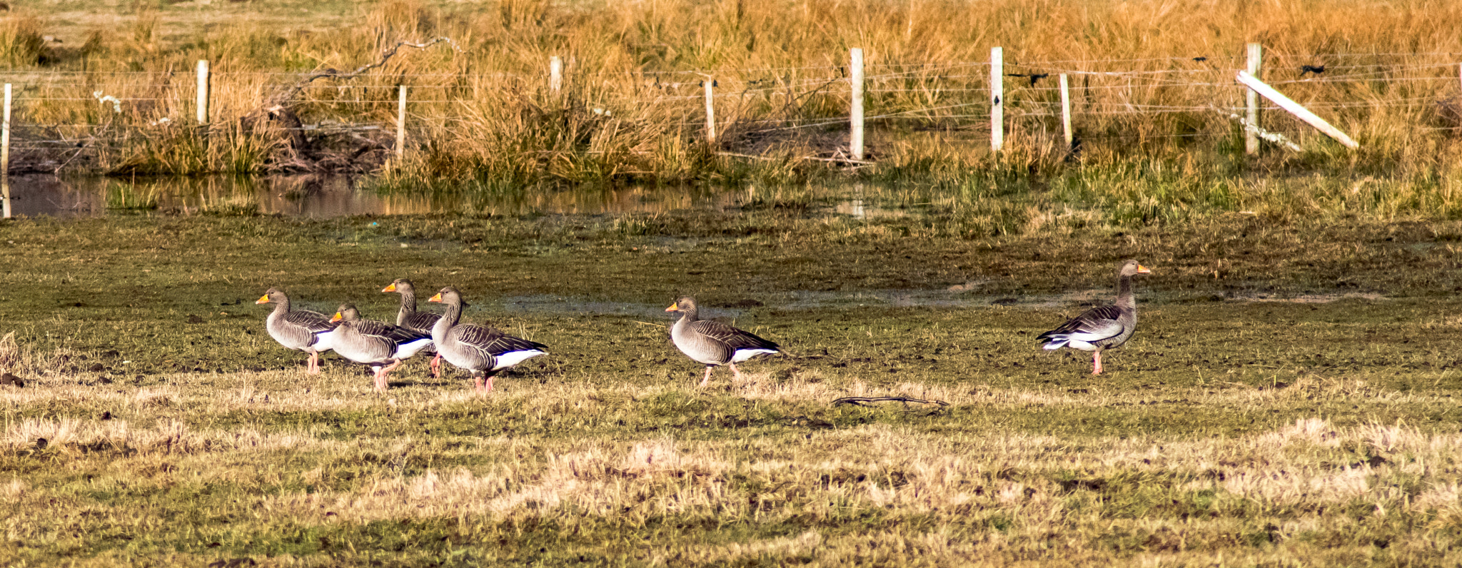 Pentax K-1 sample photo. The local gaggle photography