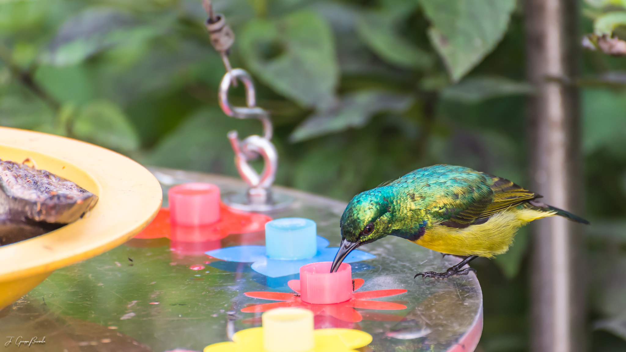 Nikon D4S sample photo. Bird photography