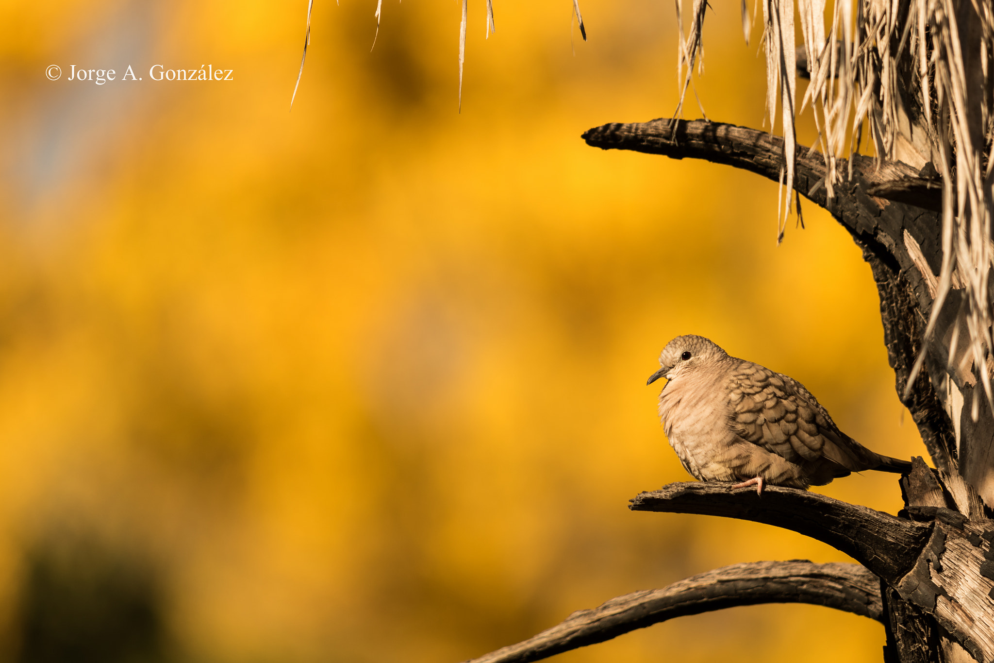 Canon EOS 7D Mark II + Sigma 150-500mm F5-6.3 DG OS HSM sample photo. Inca dove photography