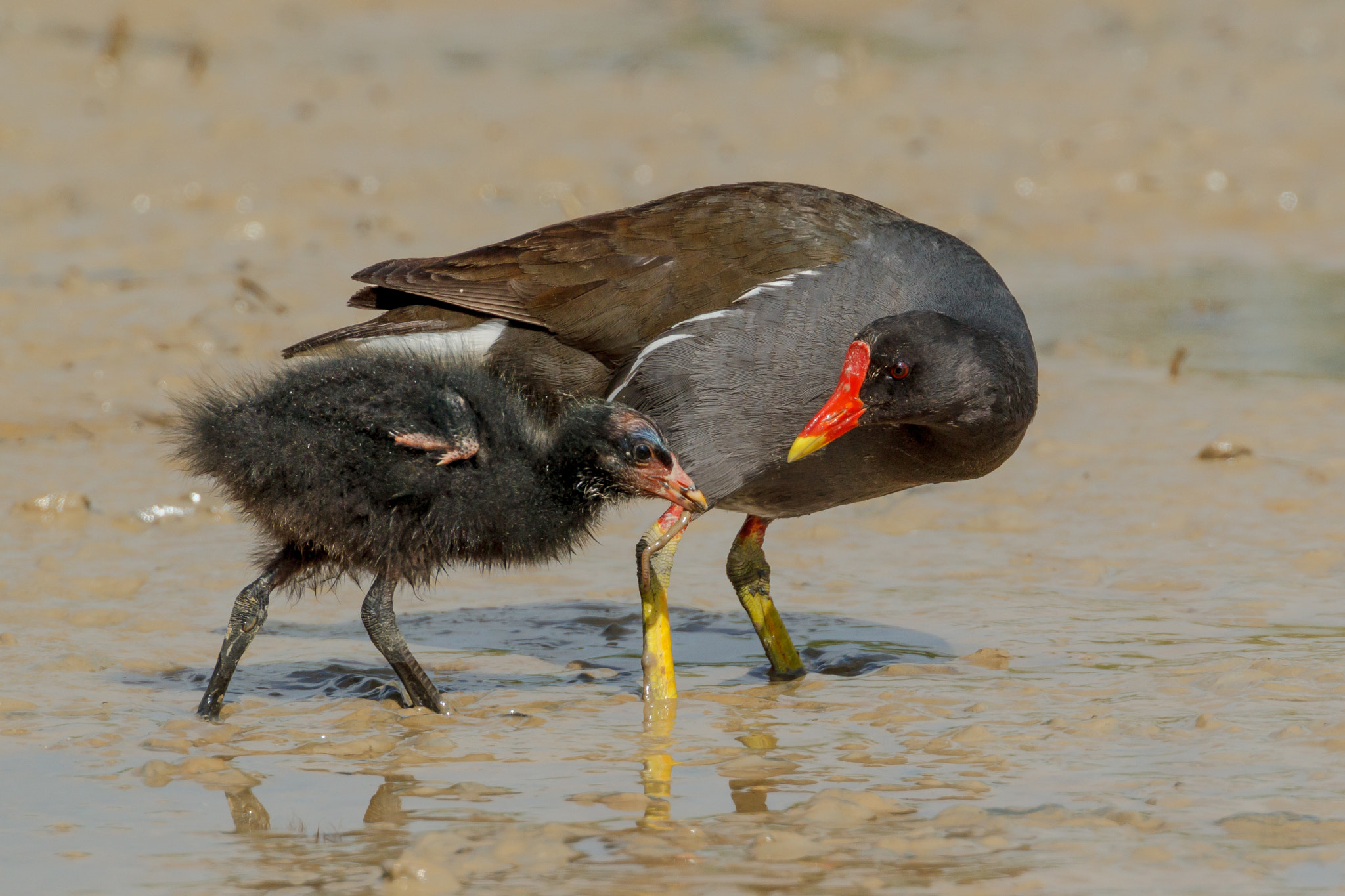 Canon EOS-1D Mark IV + Canon EF 500mm F4L IS USM sample photo. Moorhen feeding her chick photography
