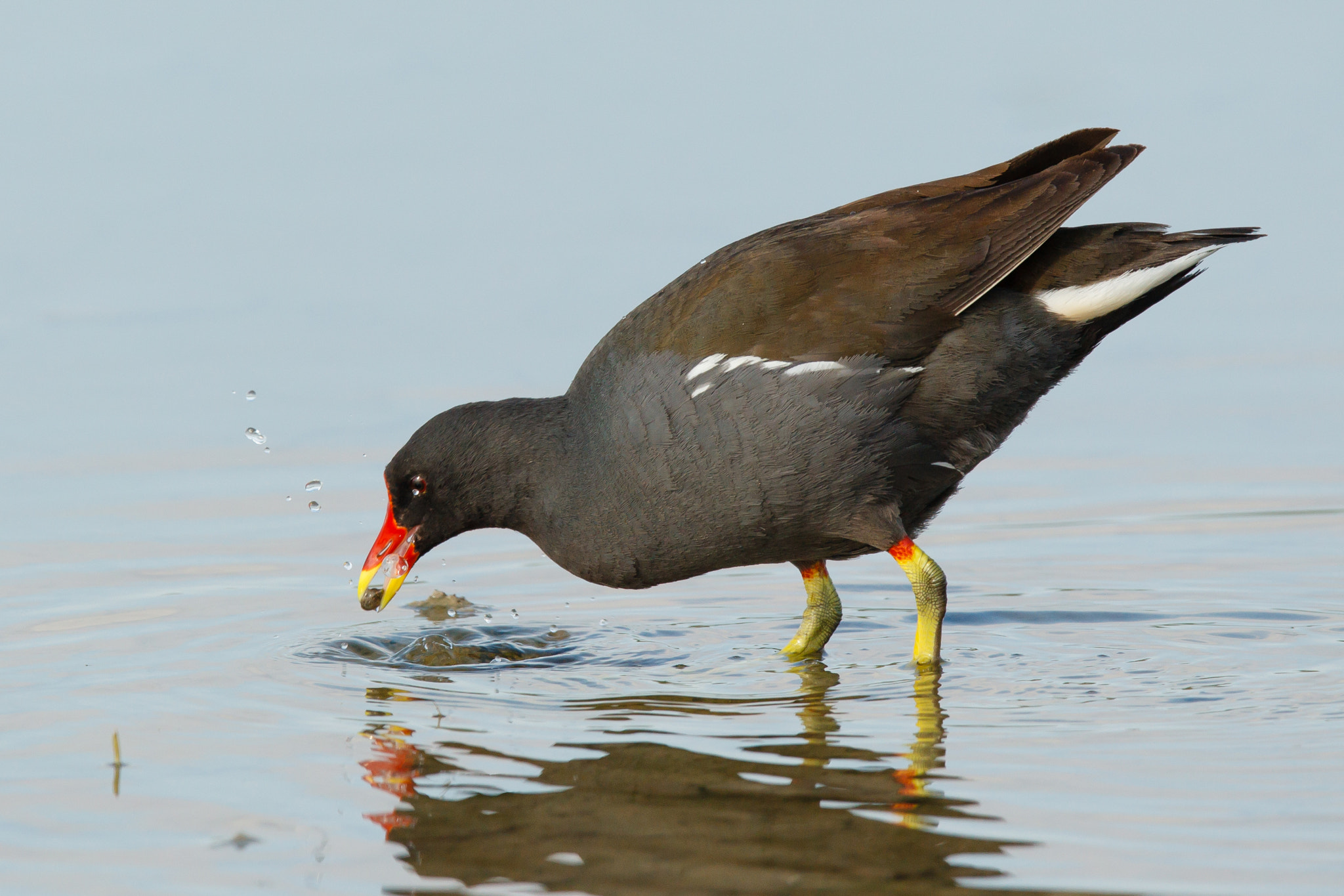 Canon EOS-1D Mark IV + Canon EF 600mm F4L IS II USM sample photo. Moorhen with prey photography