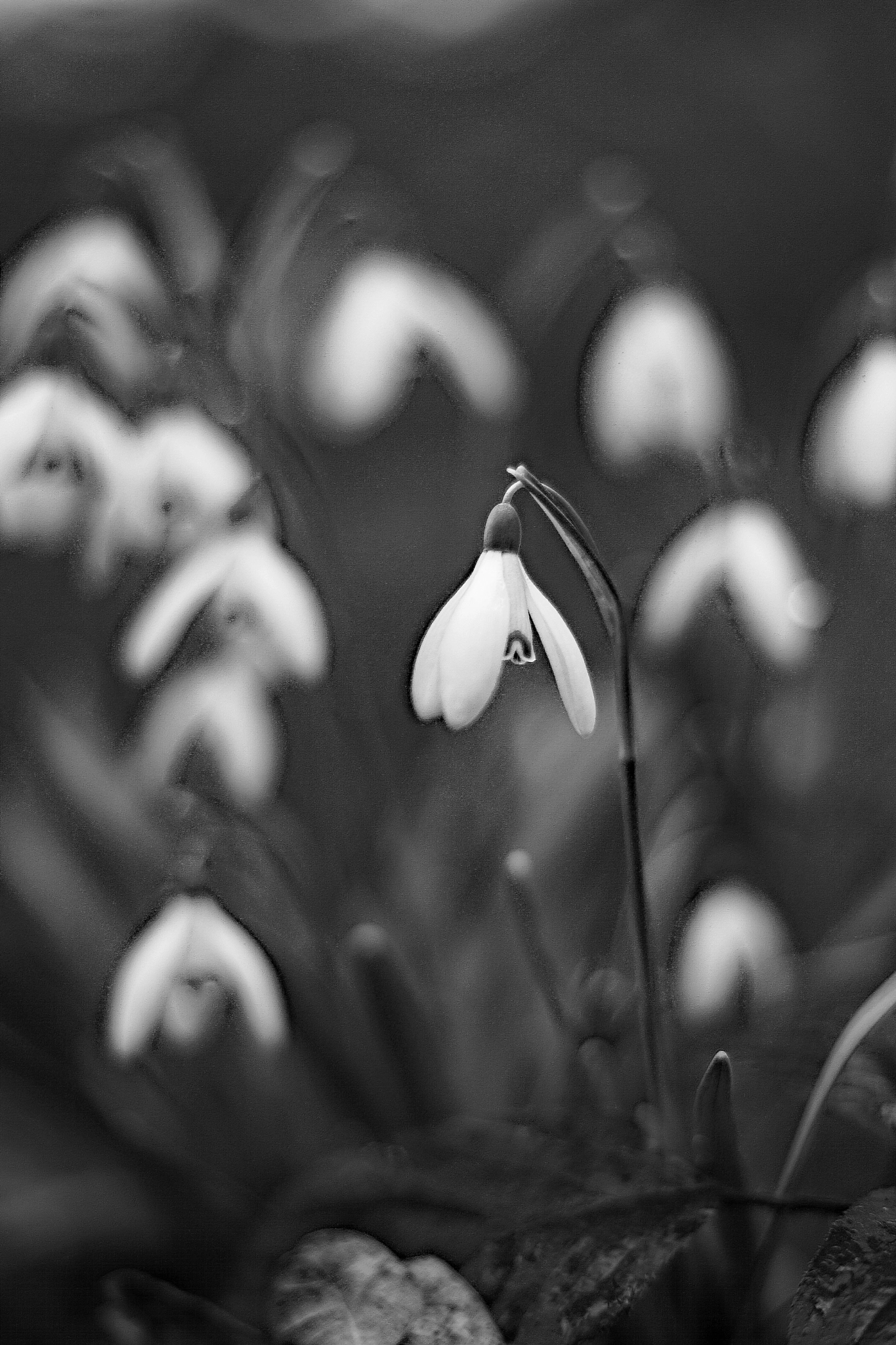 Sony ILCA-77M2 sample photo. Snowdrop in b/w photography