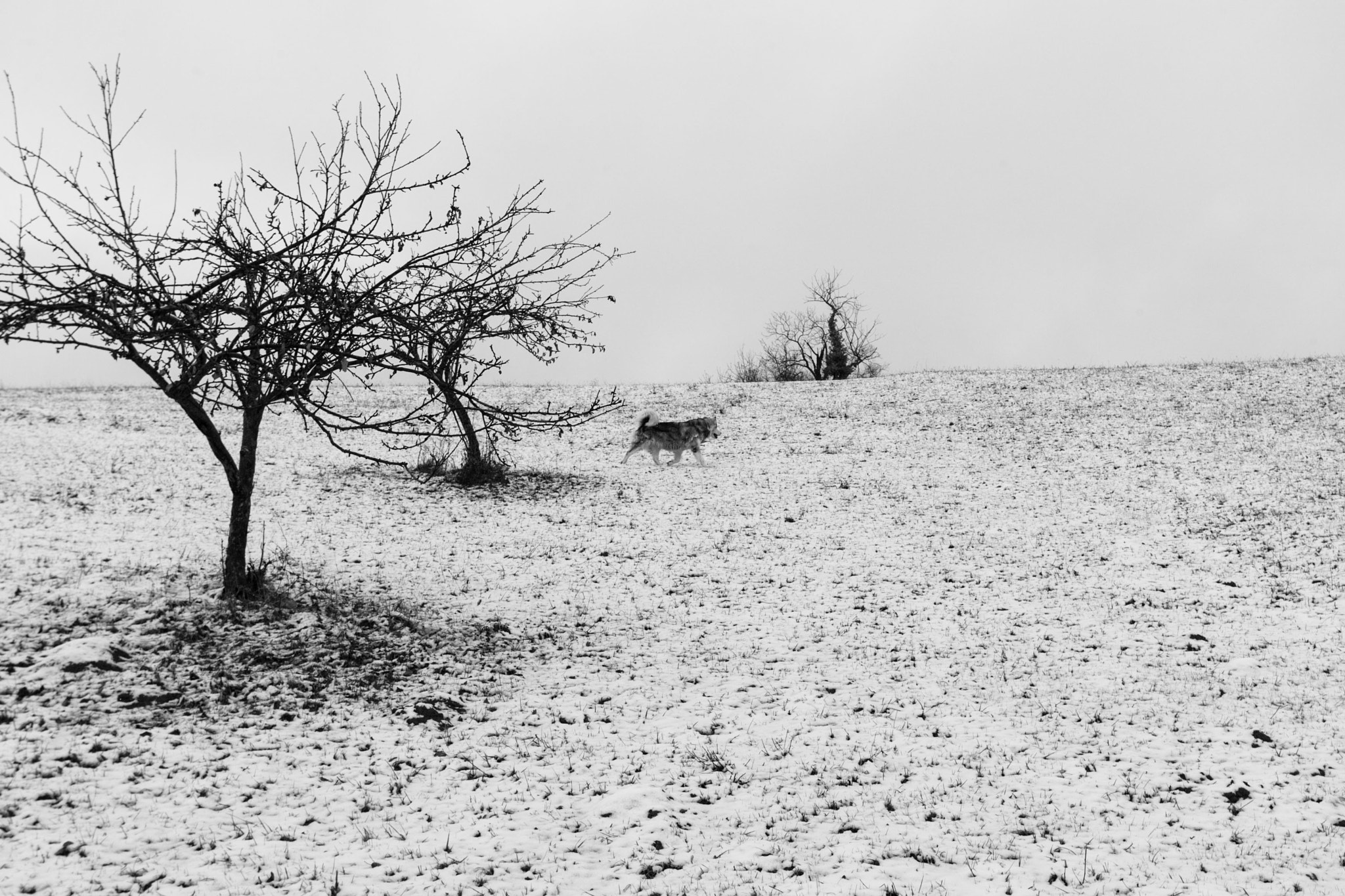 Canon EOS-1D Mark II N sample photo. Wild white photography