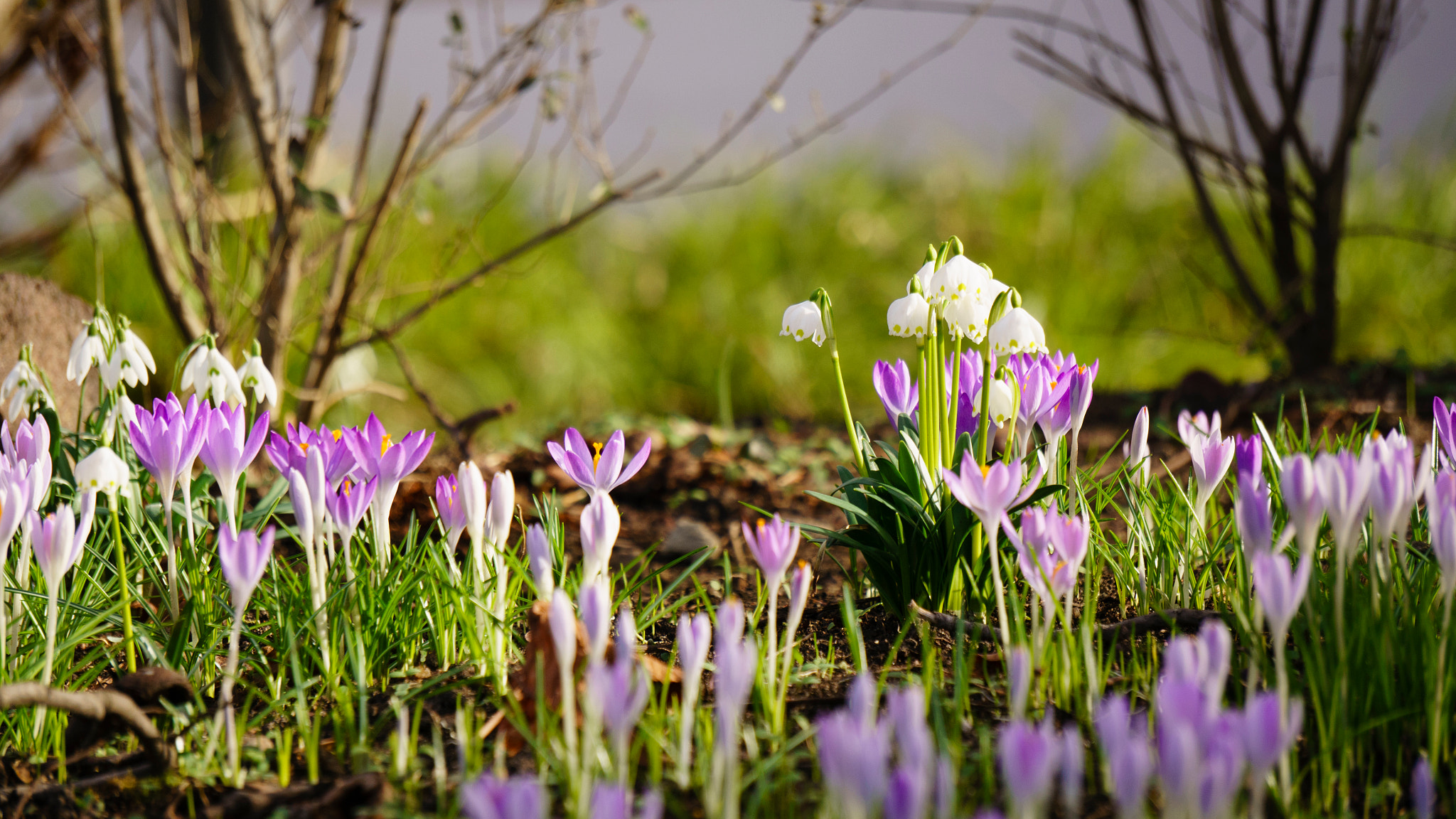Sony Alpha NEX-6 + Sony E 55-210mm F4.5-6.3 OSS sample photo. Spring flowers ii photography