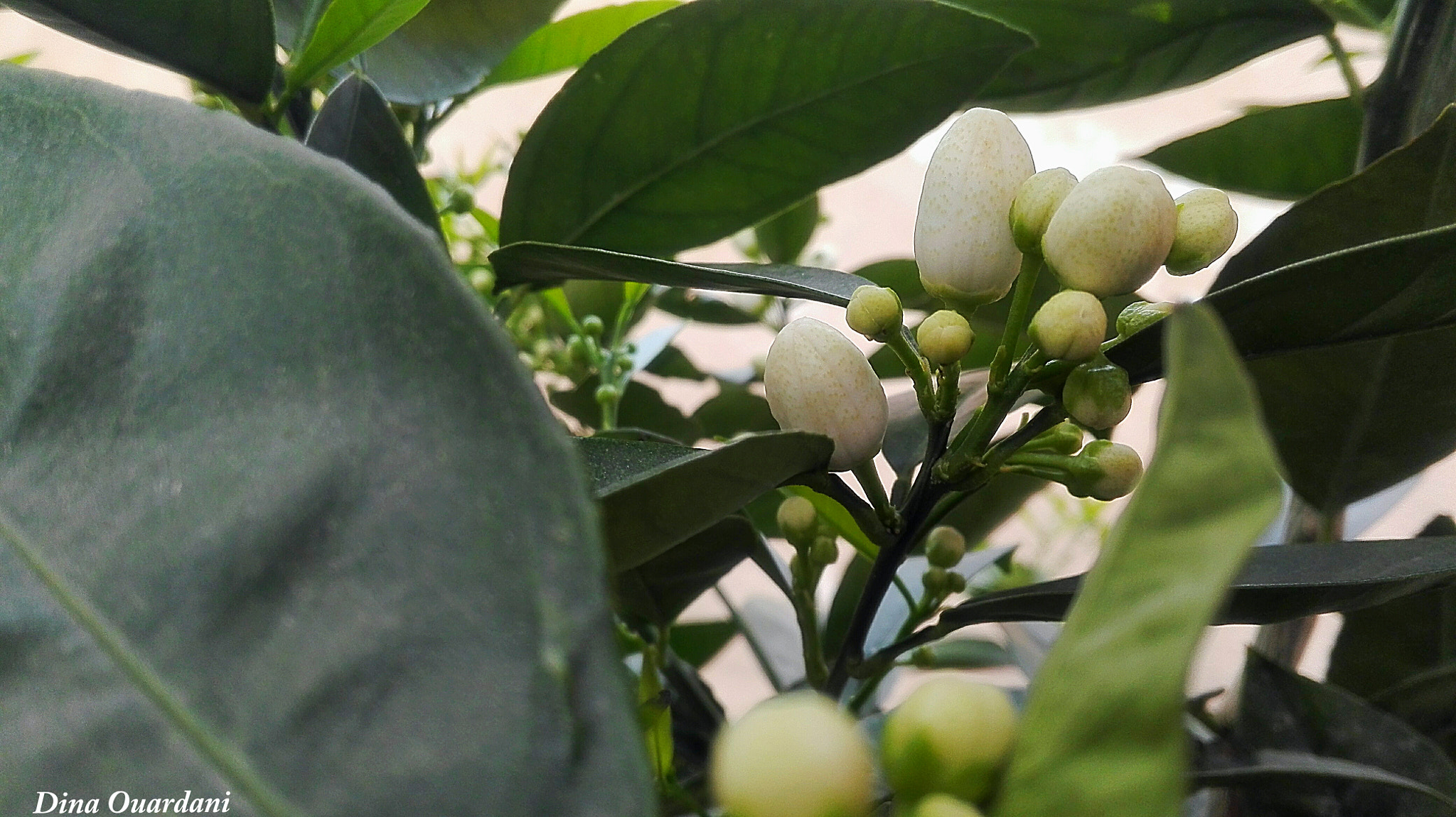 HUAWEI Cherry Mini sample photo