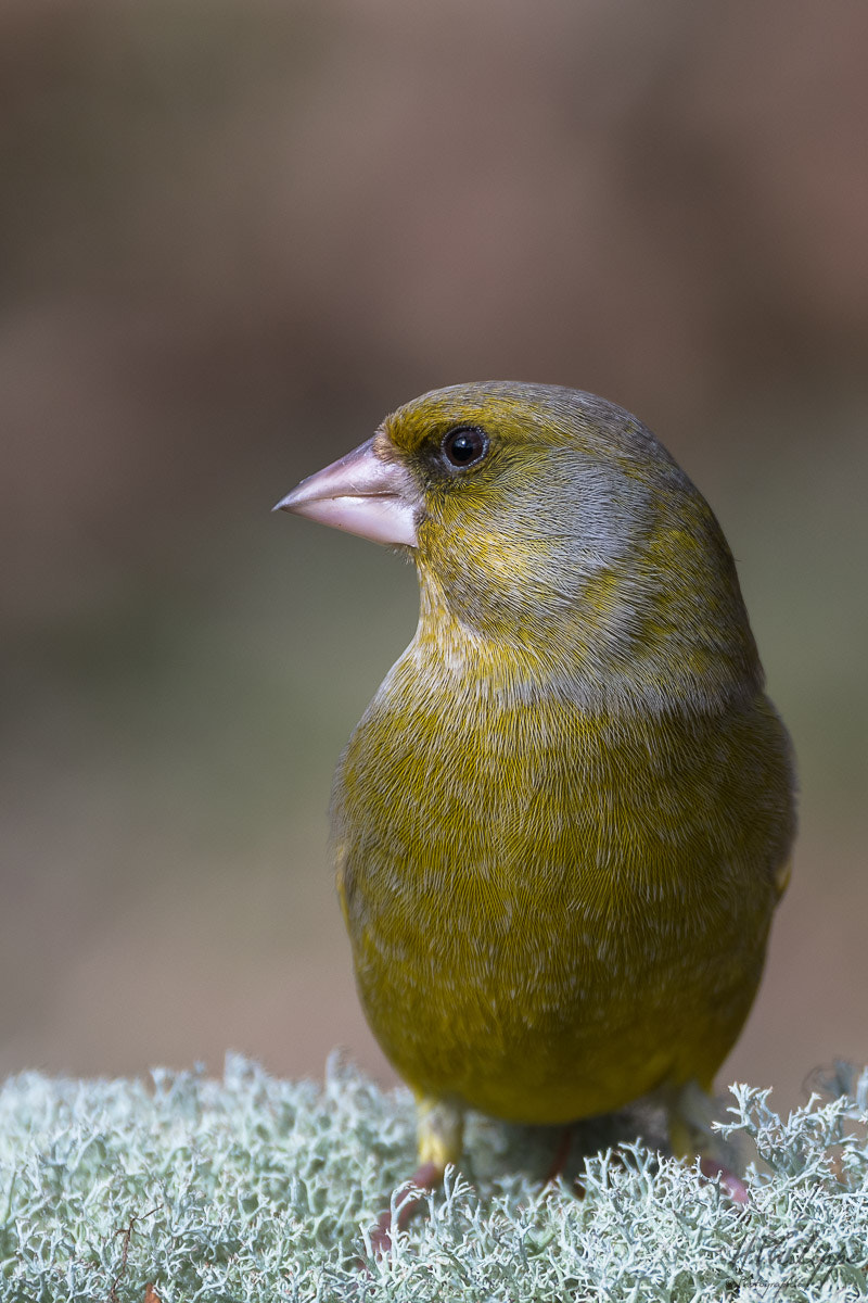 Nikon D500 sample photo. Verdier d' europe photography