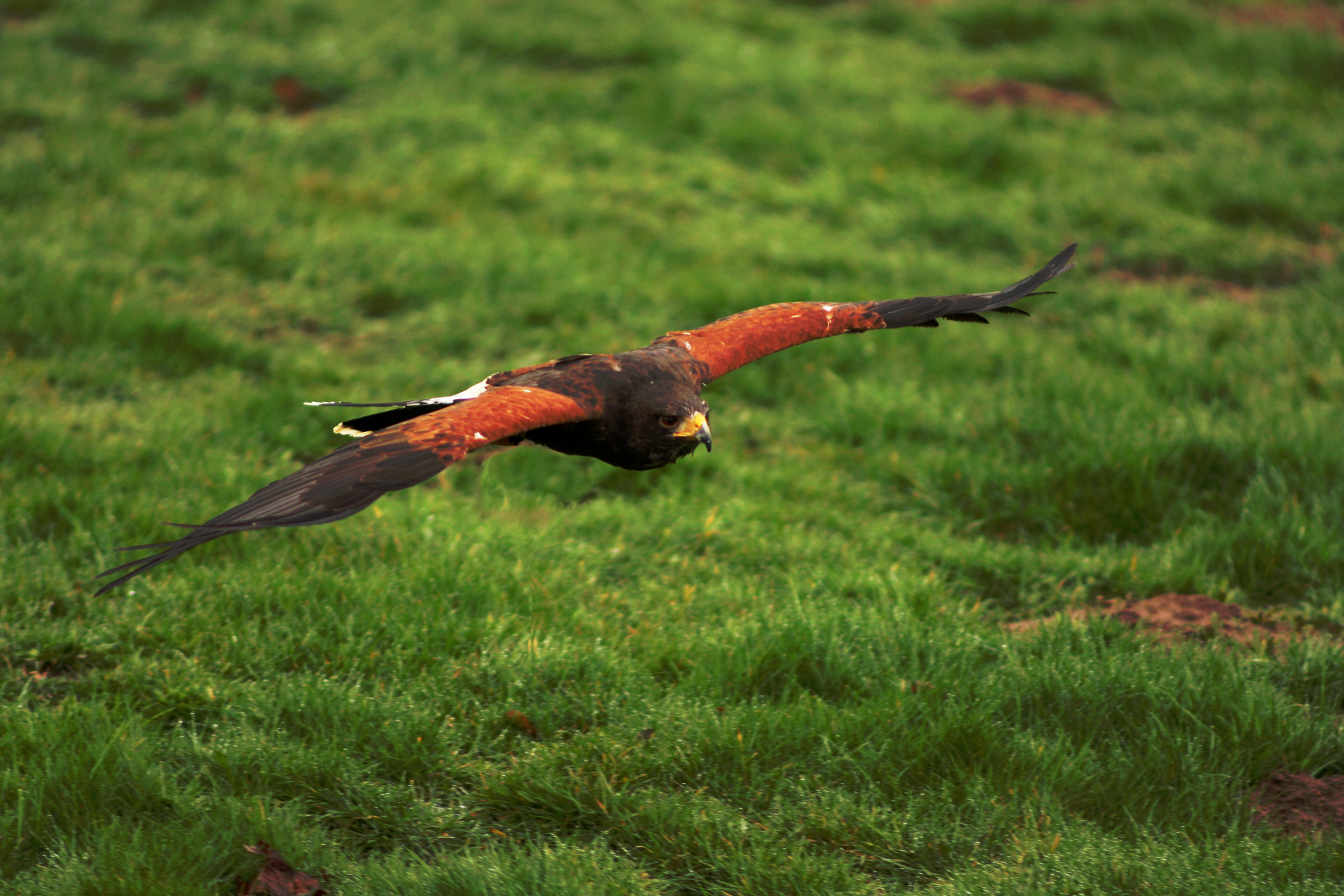 Canon EOS 40D + Canon EF 135mm F2.8 SF sample photo. Harris hawk in flight photography