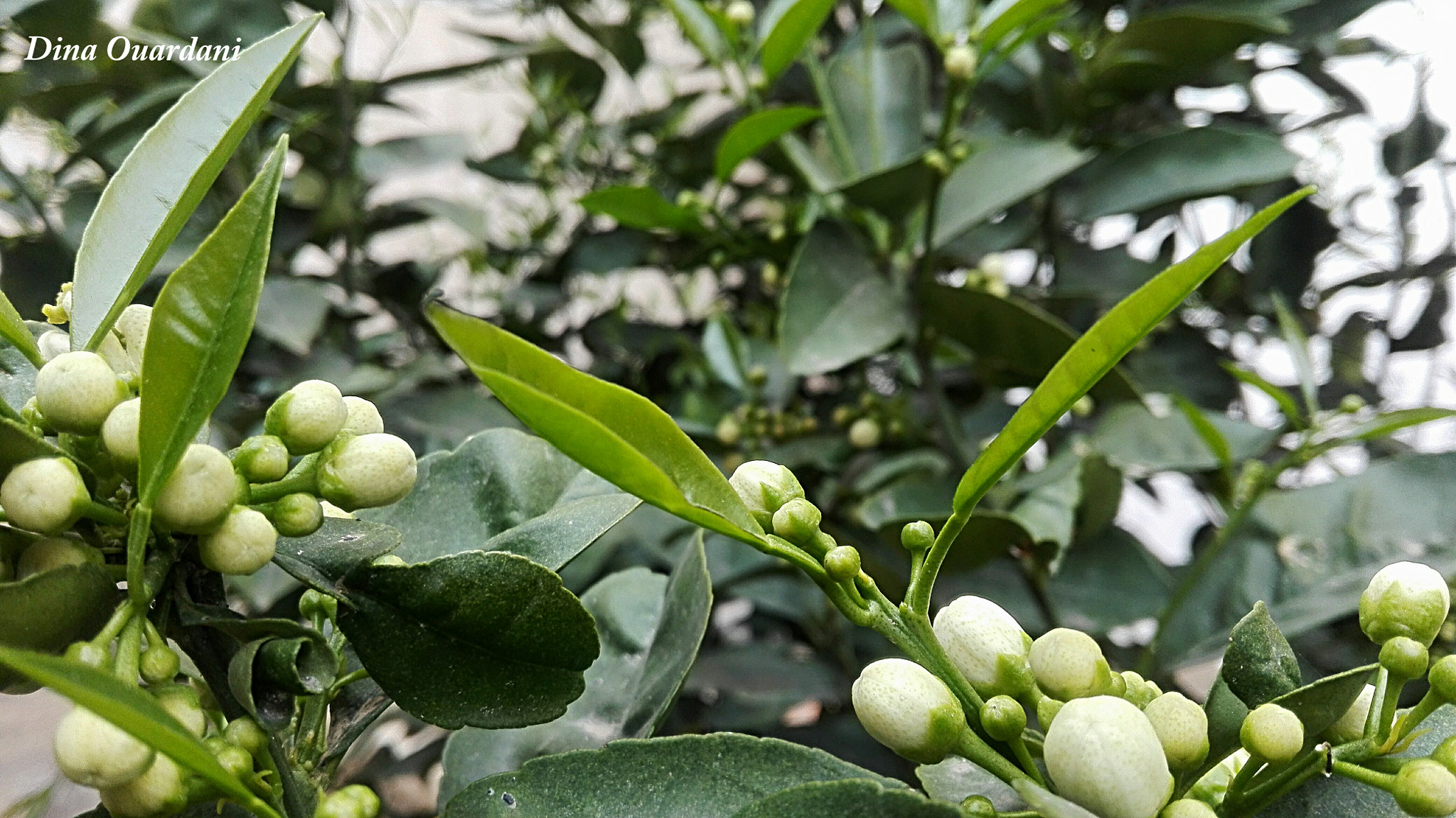 HUAWEI Cherry Mini sample photo