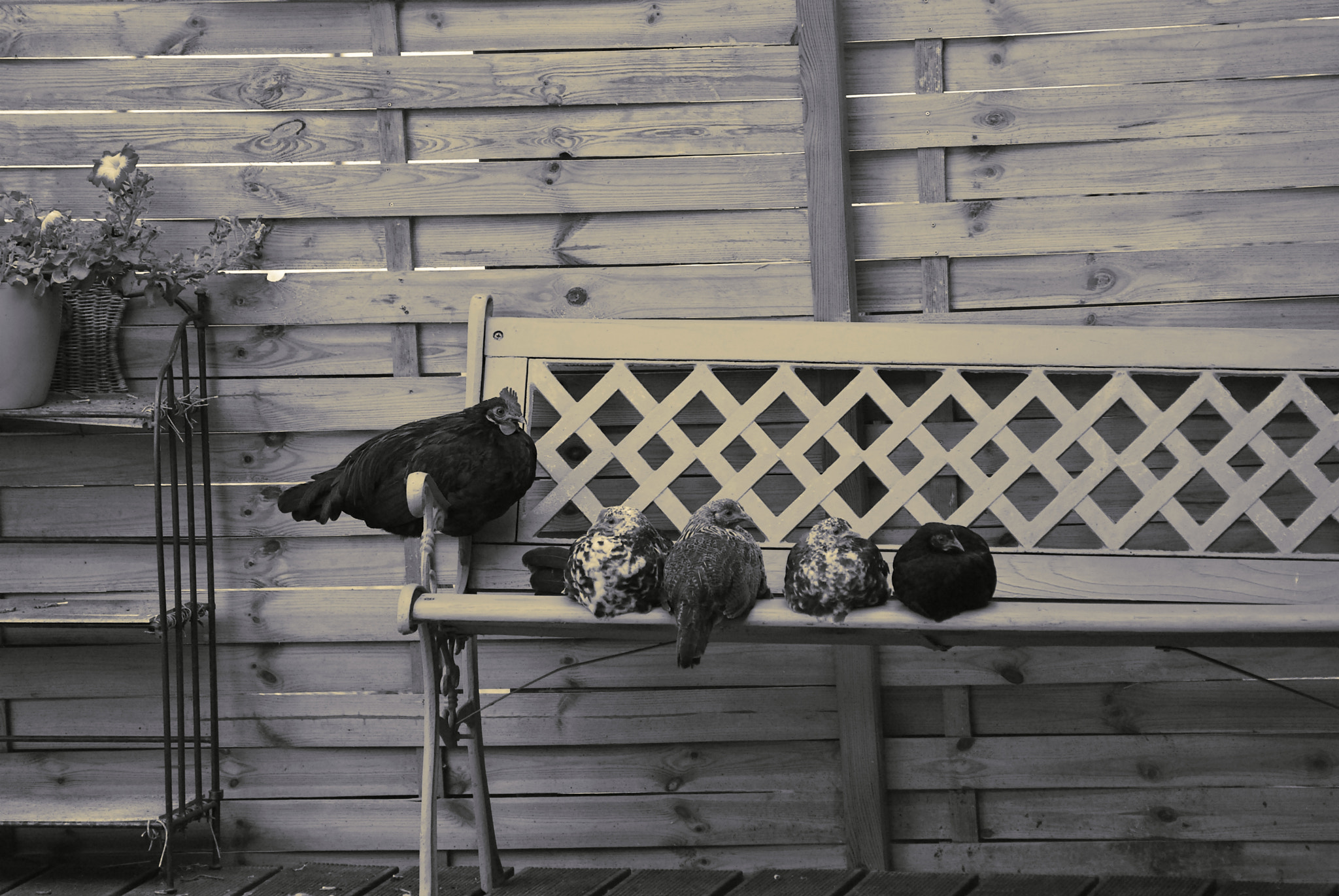 Sigma 70-300mm F4-5.6 APO DG Macro sample photo. Five hens on a bench photography