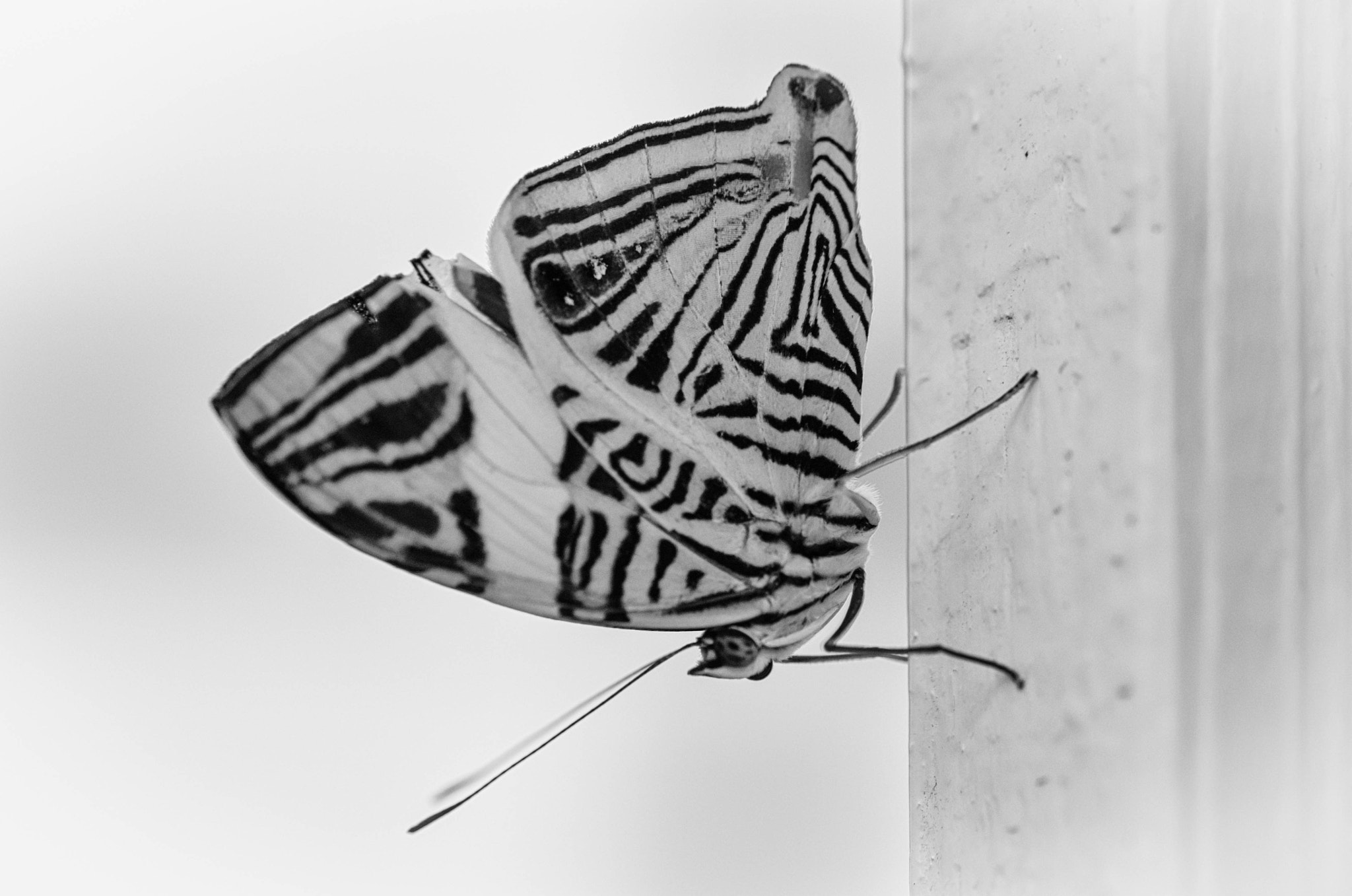 Sigma 105mm F2.8 EX DG OS HSM sample photo. Schmetterling photography