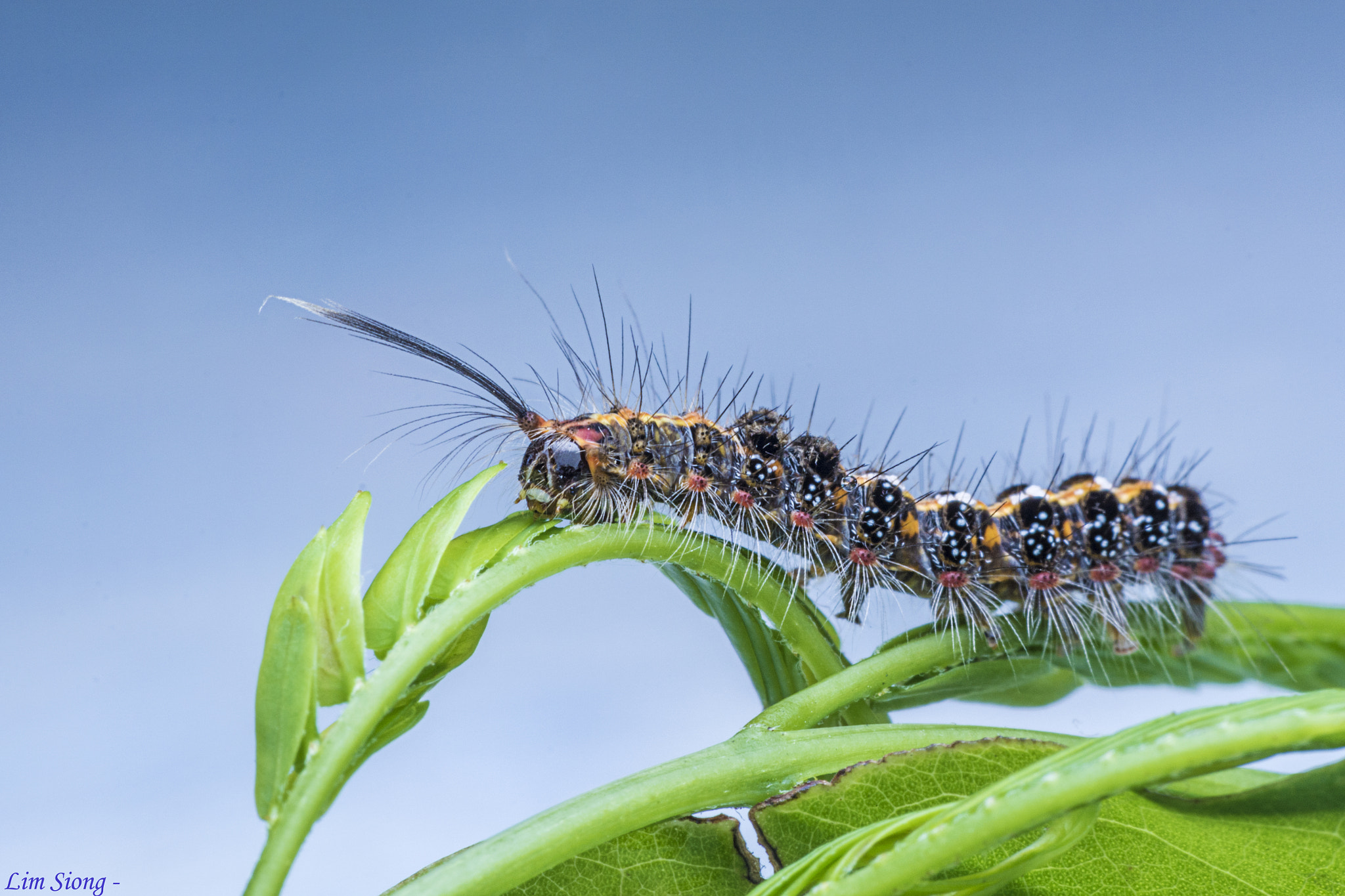 Sigma 70-300mm F4-5.6 APO DG Macro sample photo. Caterpillar photography