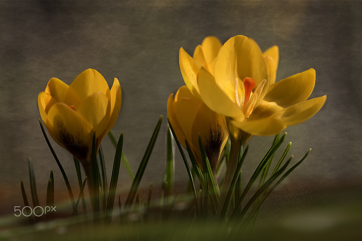 Sigma APO Macro 150mm f/2.8 EX DG HSM sample photo. Springtime flowers photography