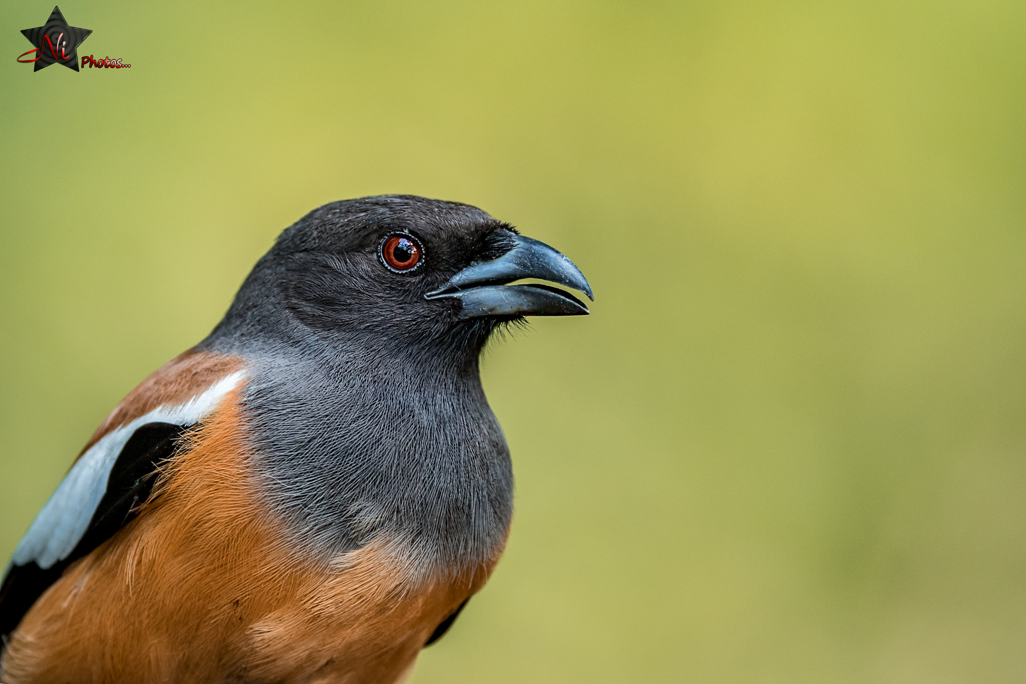 Nikon AF-S Nikkor 600mm F4E FL ED VR sample photo. Rufous treepie photography