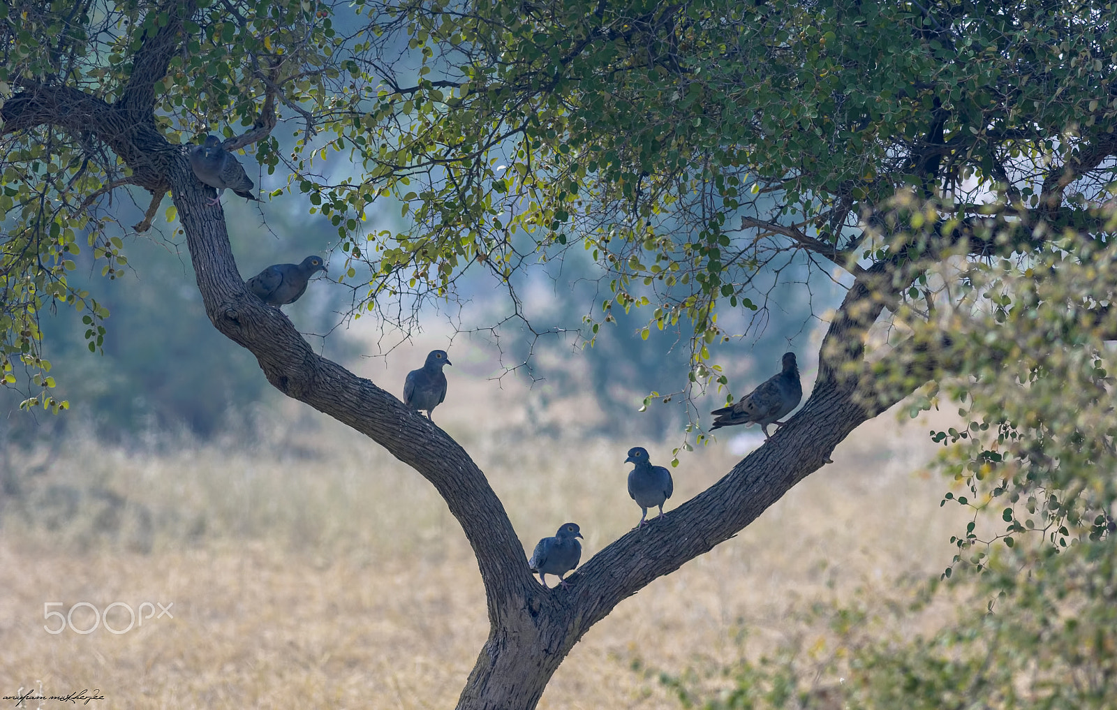 Canon EOS 60D + Canon EF 400mm F5.6L USM sample photo. Yellow eyed pigeons photography