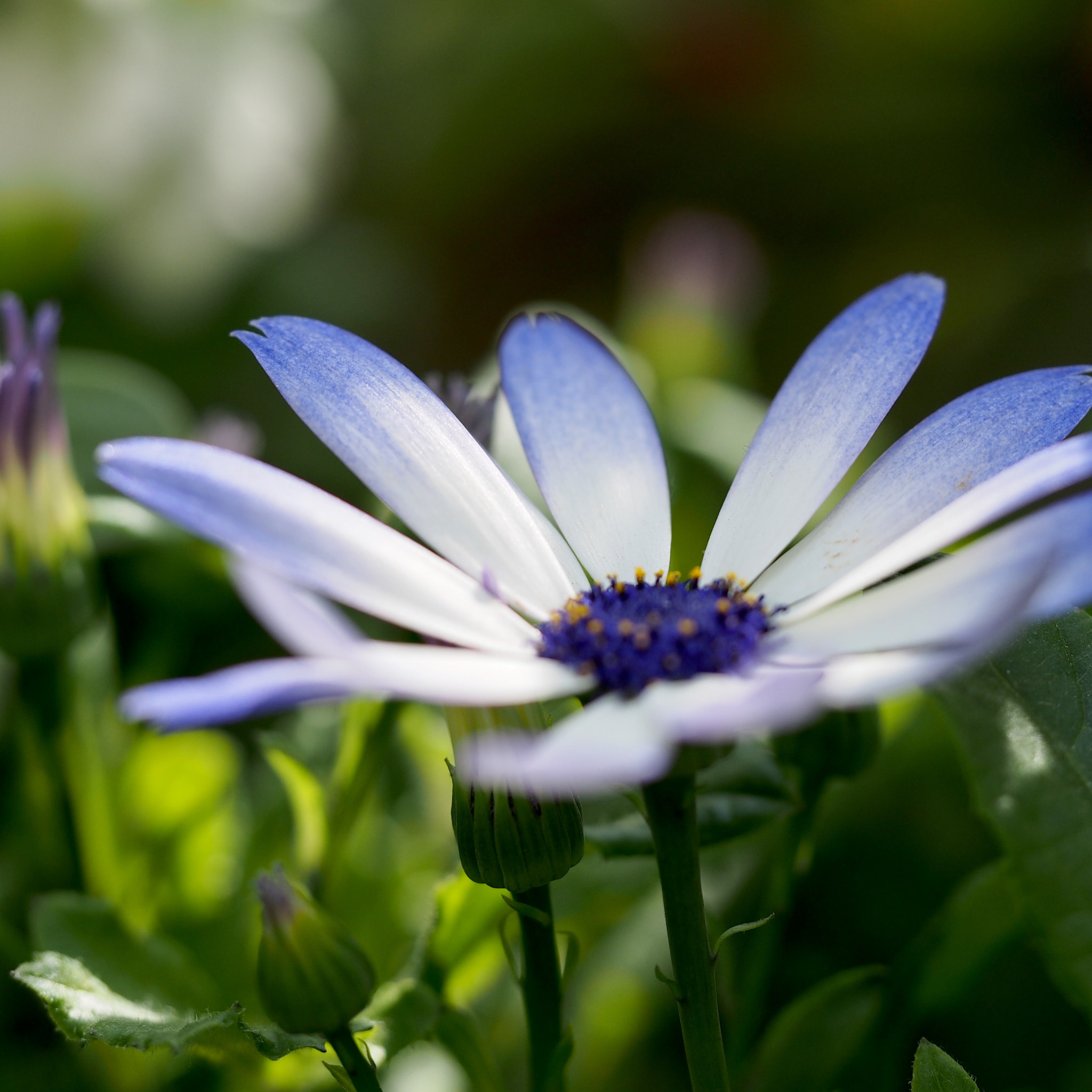 Olympus M.Zuiko Digital ED 60mm F2.8 Macro sample photo. Spring flower photography