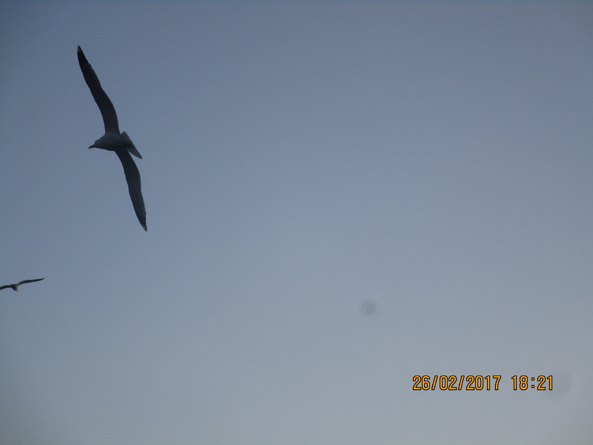 Canon PowerShot ELPH 150 IS (IXUS 155 / IXY 140) sample photo. Seagulls photography