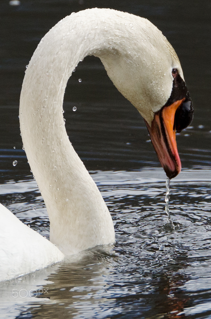 Tamron SP 70-200mm F2.8 Di VC USD sample photo. Winter swan photography