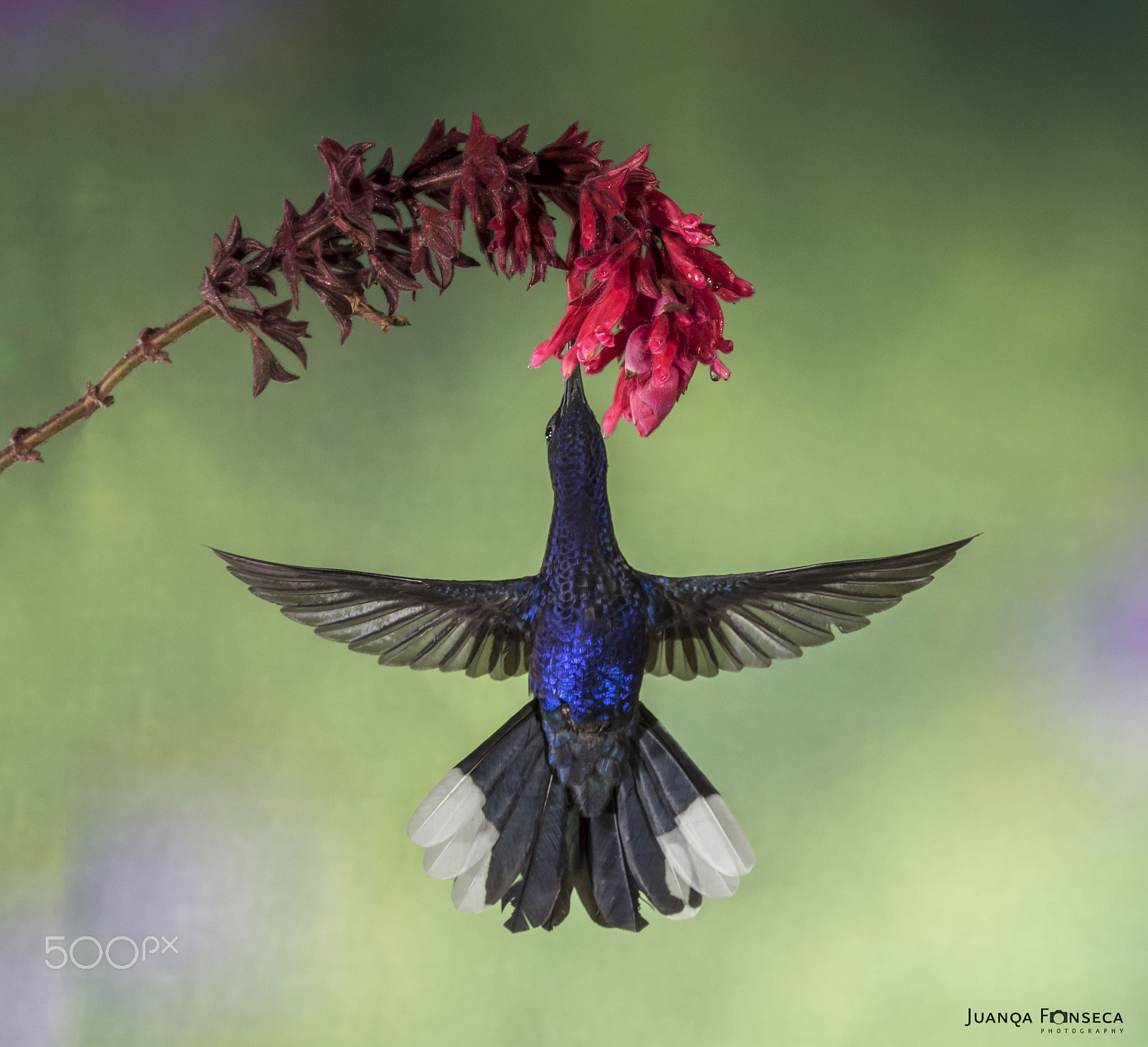 Sony ILCA-77M2 + Tamron SP 150-600mm F5-6.3 Di VC USD sample photo. Hummingbirds photography