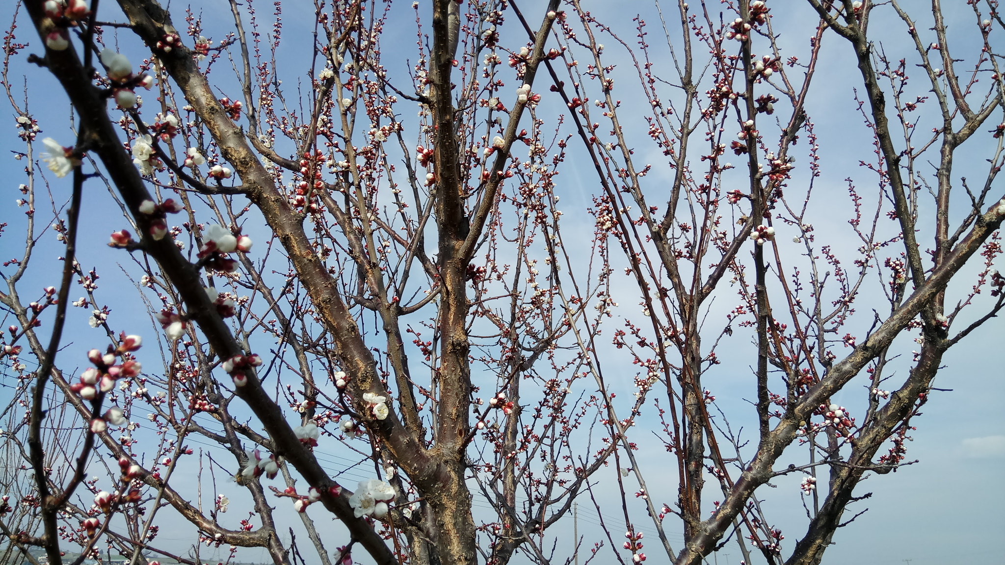 Xiaomi Redmi Pro sample photo. Foggy spring upon us photography