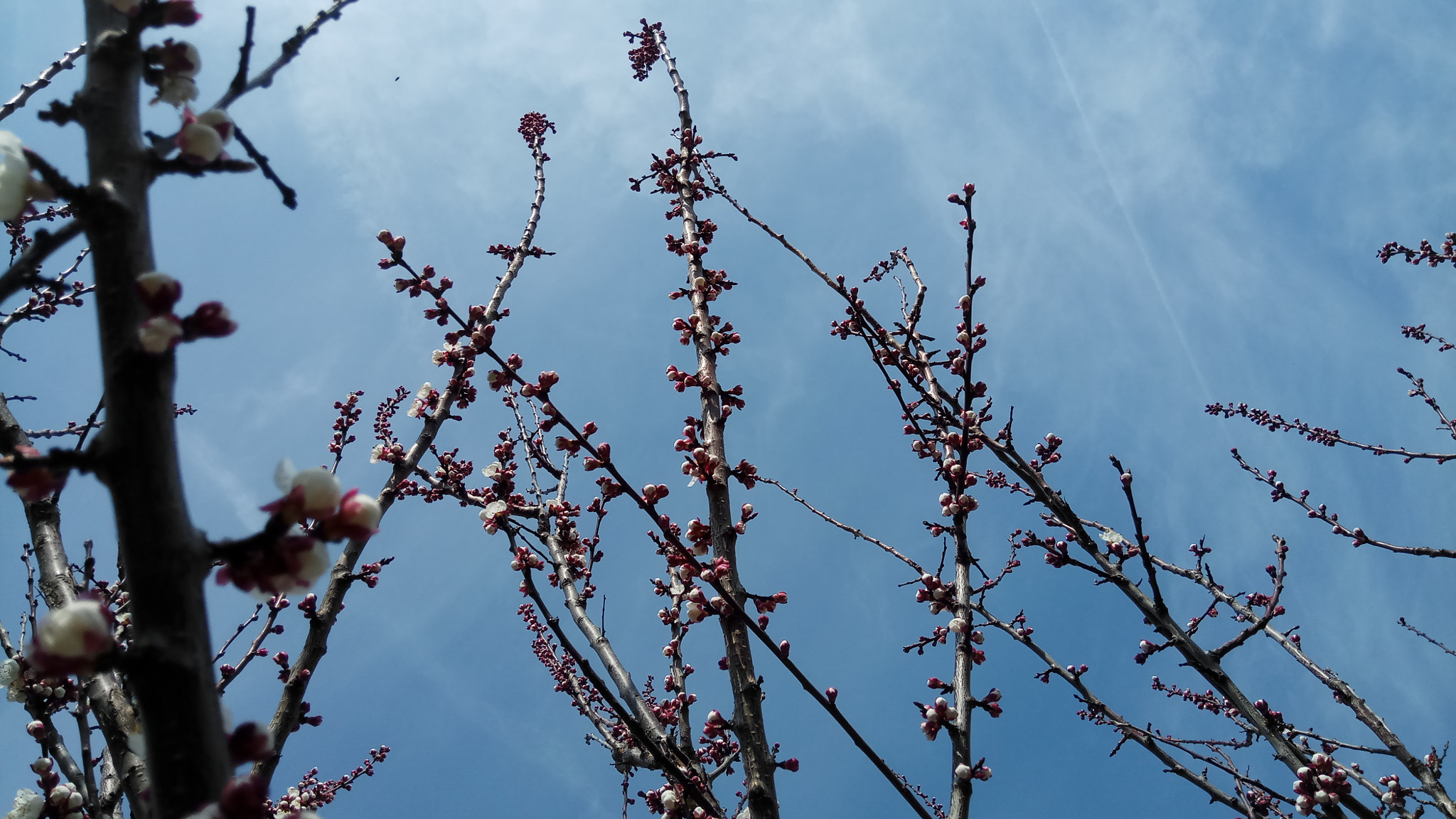 Xiaomi Redmi Pro sample photo. Foggy spring upon us photography