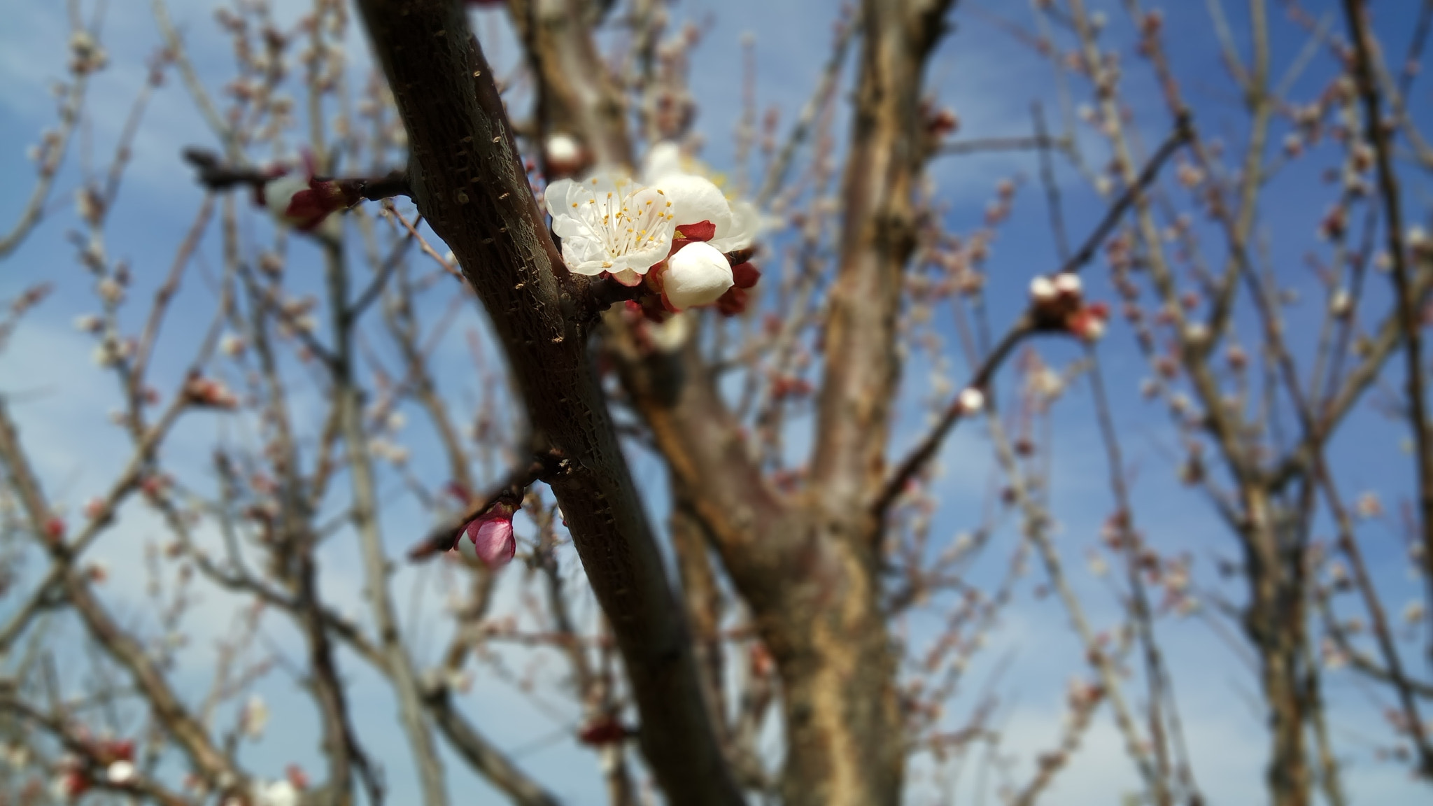Xiaomi Redmi Pro sample photo. Foggy spring upon us photography
