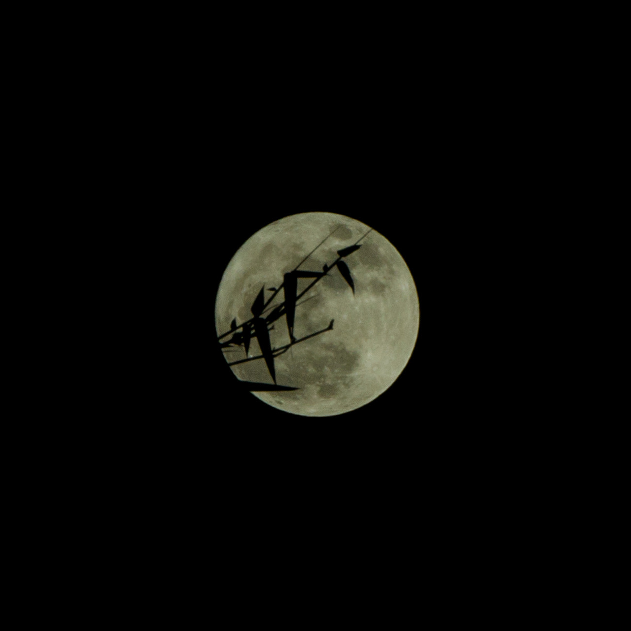 Sony Alpha NEX-5T sample photo. Moon and bamboo photography