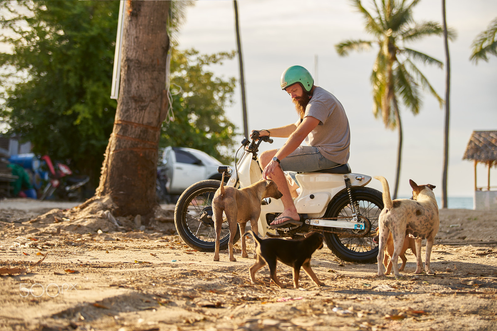 Sony a7R II + Canon EF 70-200mm F2.8L USM sample photo. Tourist on vintage motorbike in thailand surrounded by stray dogs photography