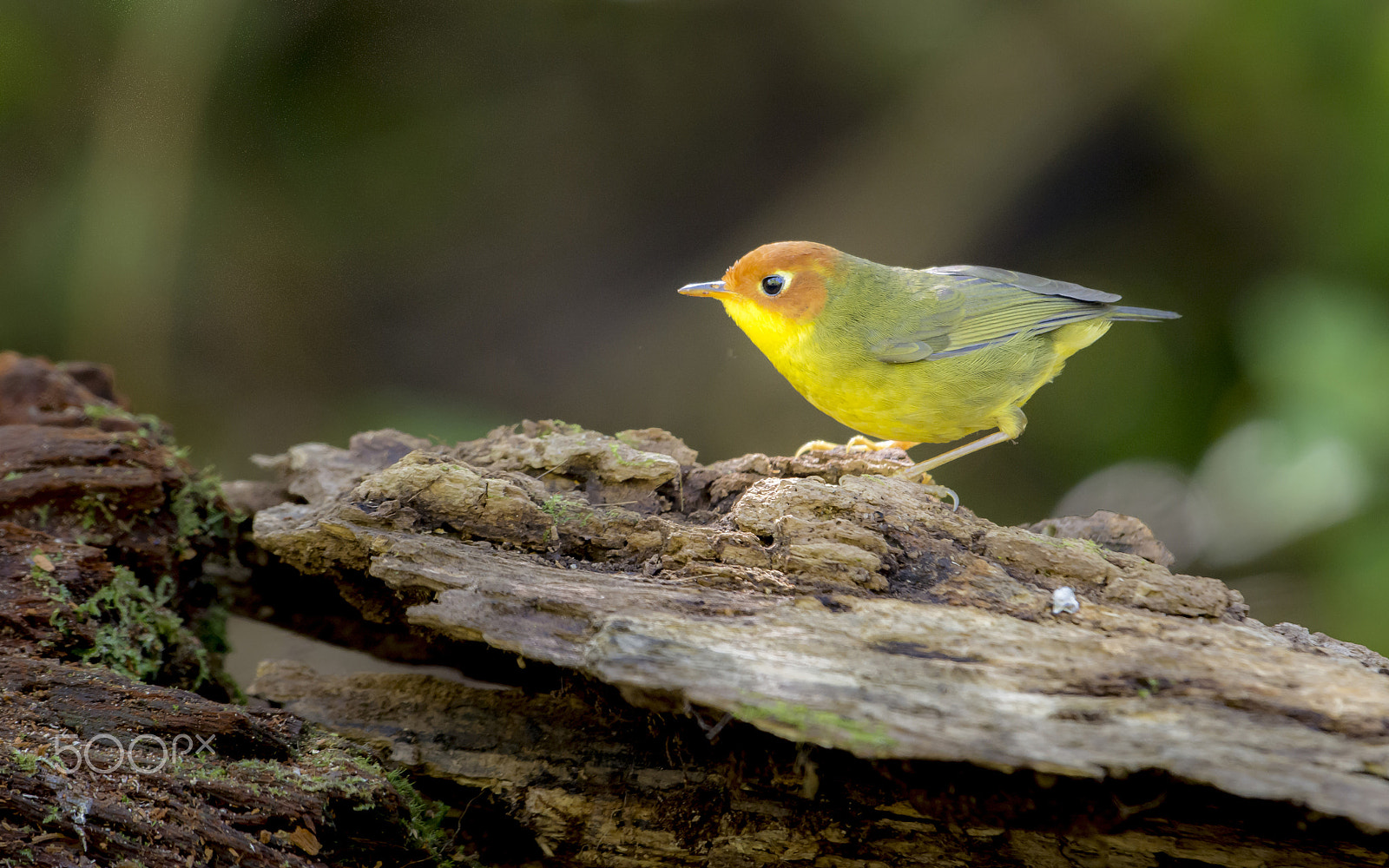 Nikon D7100 + Nikon AF-S Nikkor 500mm F4G ED VR sample photo. Tesia castaneocoronata  : bird in thailand photography