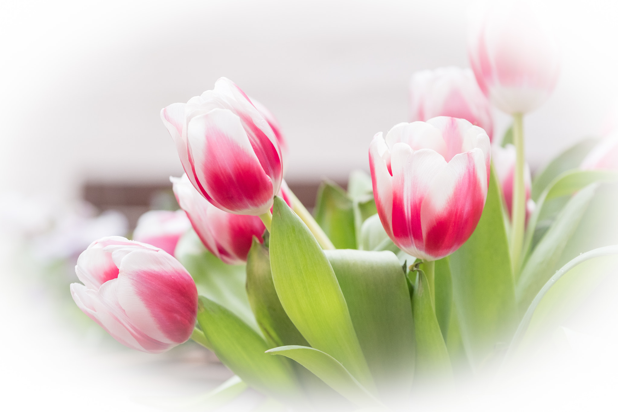 Fujifilm XF 50-140mm F2.8 R LM OIS WR sample photo. Tulipes photography
