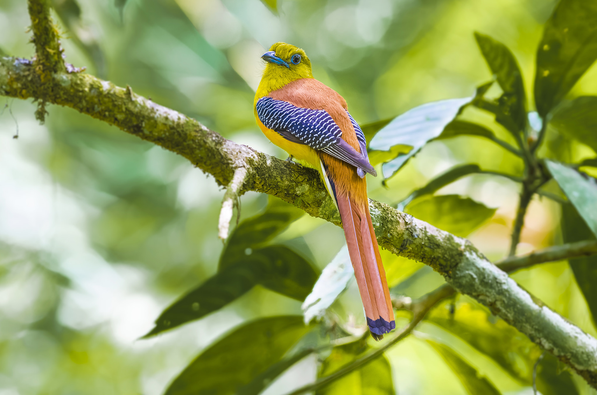 Nikon D7000 + Nikon AF-S Nikkor 300mm F2.8G ED-IF VR sample photo. Orange-breasted trogon : bird in thailand photography