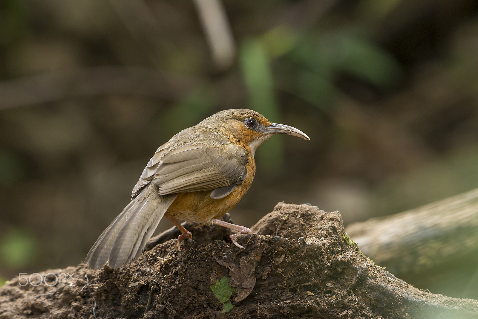 Nikon D7100 + Nikon AF-S Nikkor 500mm F4G ED VR sample photo. Rusty-cheeked scimitar babbler : bird in thailand photography