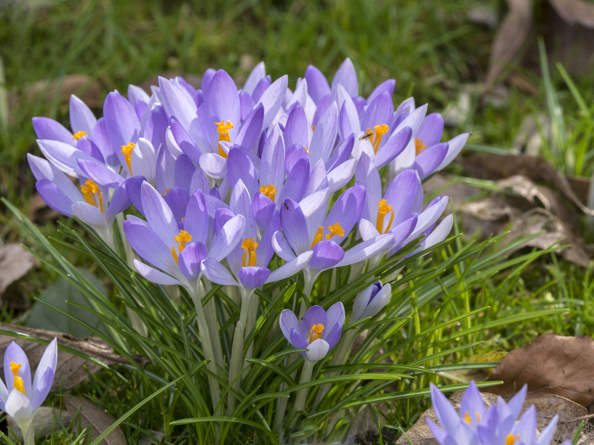 Olympus OM-D E-M5 II + LEICA DG 100-400/F4.0-6.3 sample photo. Spring messengers photography