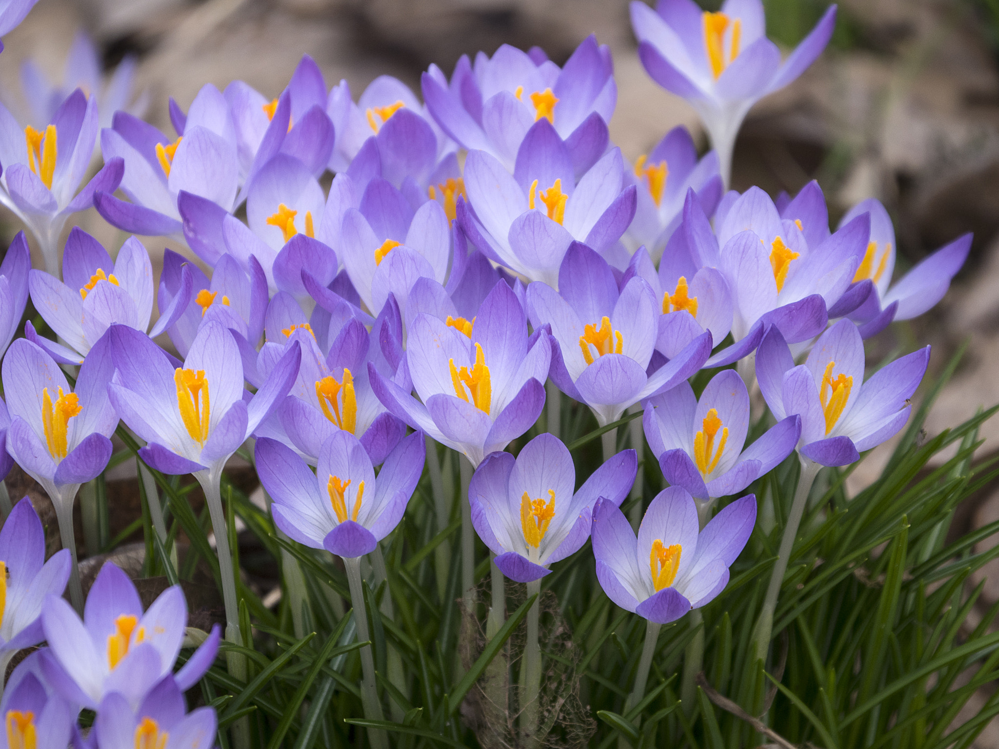 Olympus OM-D E-M5 II + LEICA DG 100-400/F4.0-6.3 sample photo. Welcome spring day photography