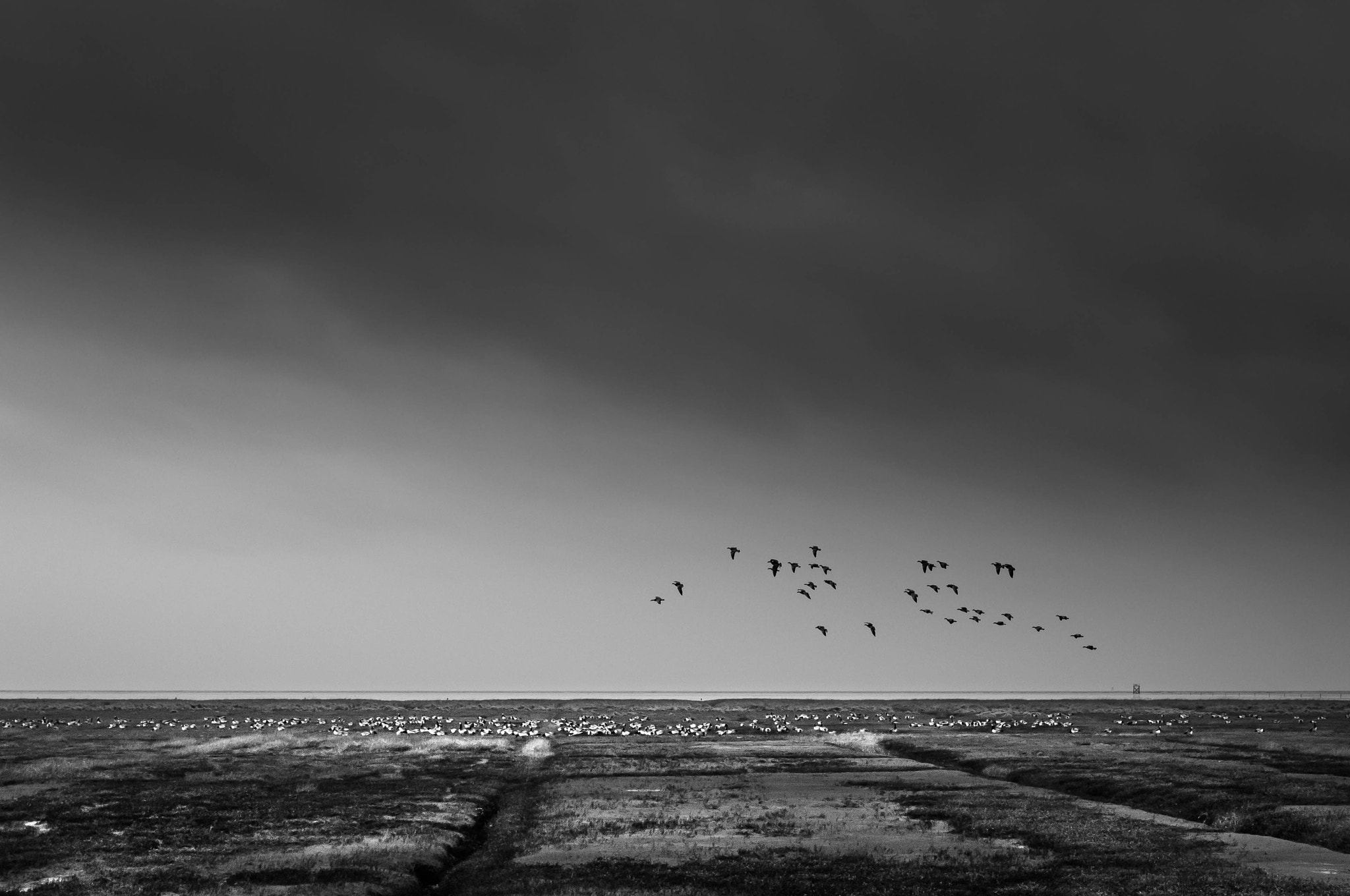 Sigma 18-200mm f/3.5-6.3 DC OS sample photo. Barnacle geese photography