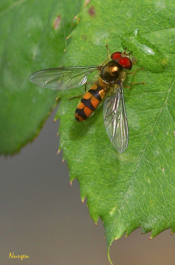 Canon EOS 60D + Sigma 105mm F2.8 EX DG Macro sample photo. Glittering wings photography