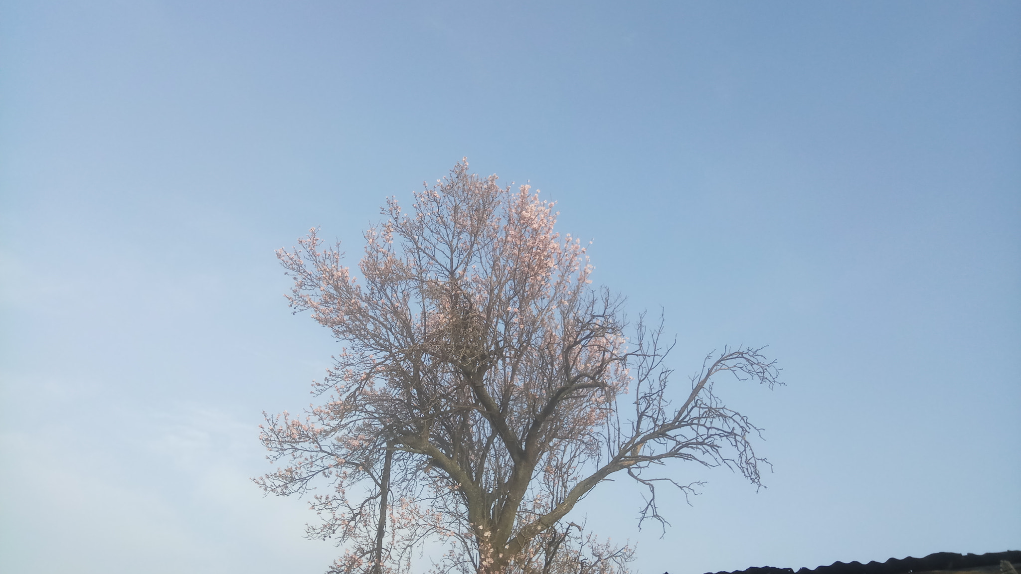 Xiaomi Redmi Pro sample photo. Foggy spring upon us photography