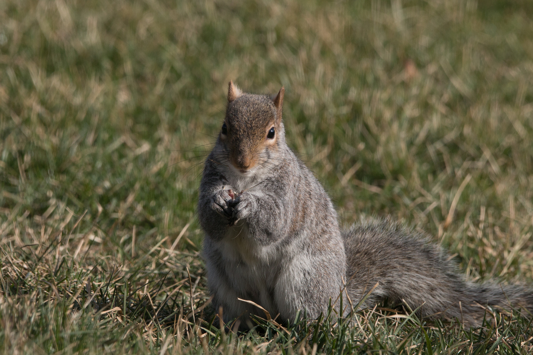 150-600mm F5-6.3 DG OS HSM | Contemporary 015 sample photo. 24/7 hungry. photography