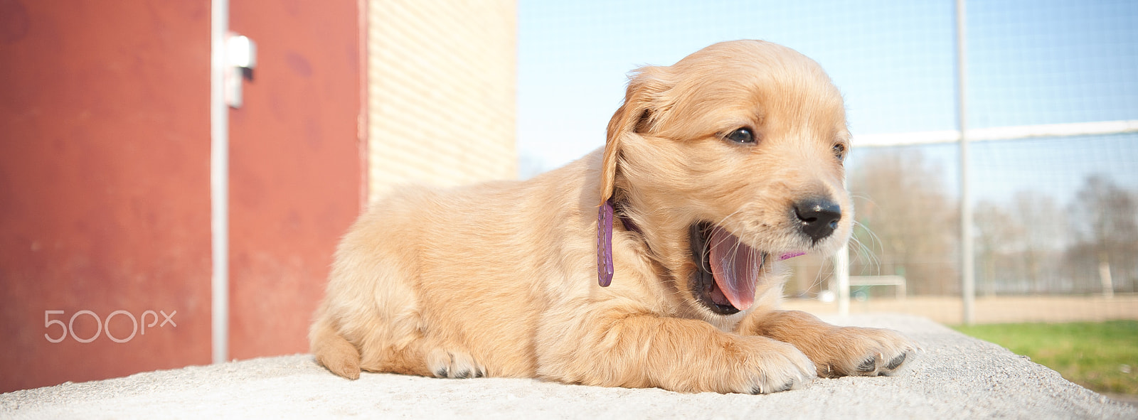 Sigma 18-200mm f/3.5-6.3 DC OS sample photo. Sleeping pup golden retriever. photography